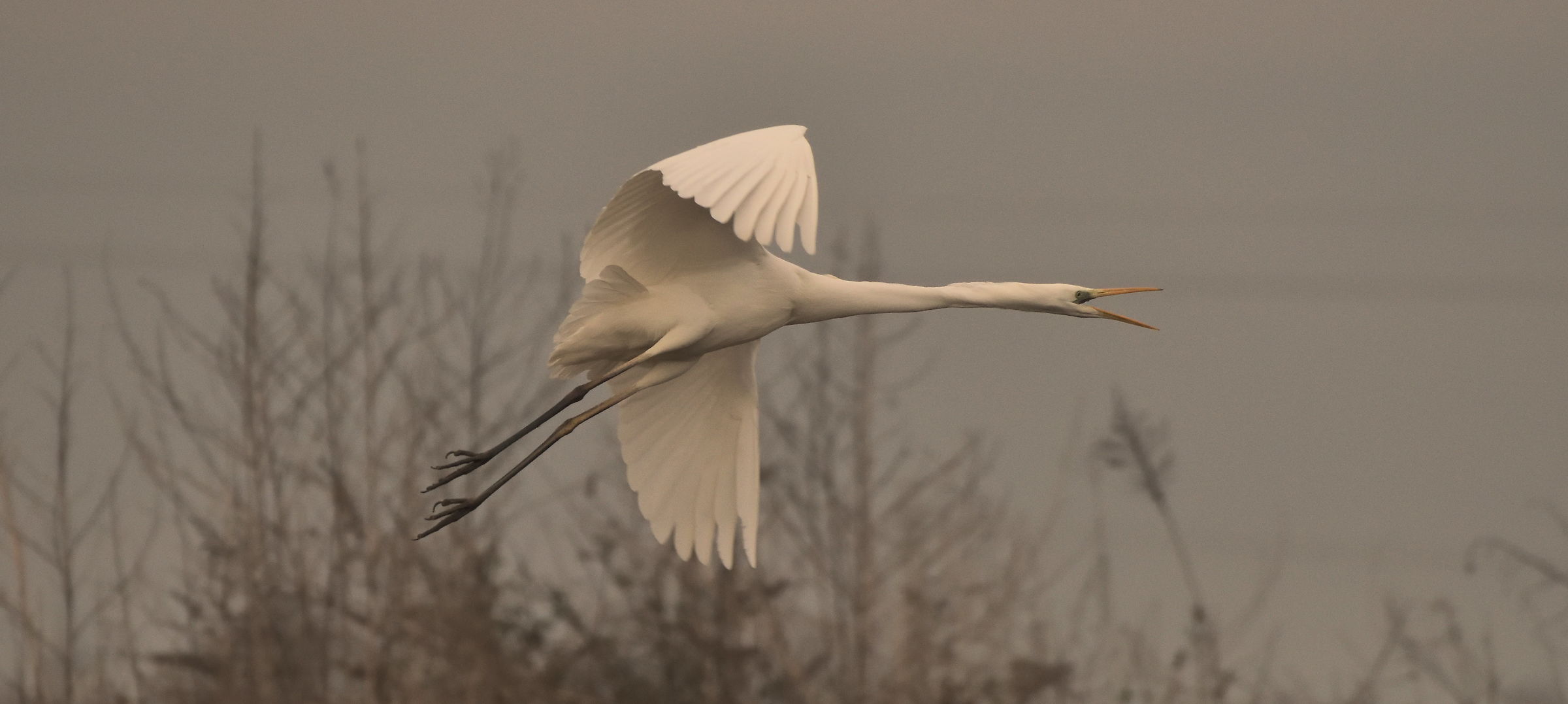 airone bianco maggiore