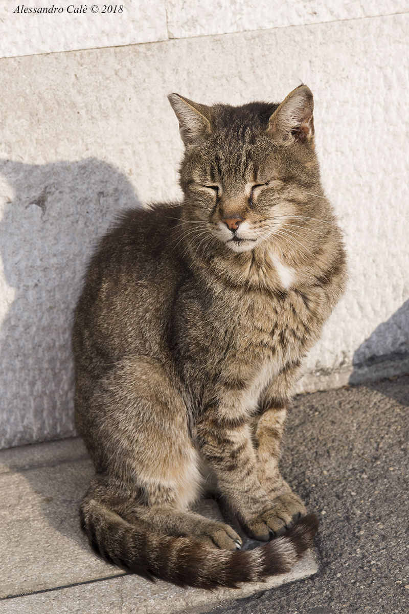 Il vecchio guerriero 4759