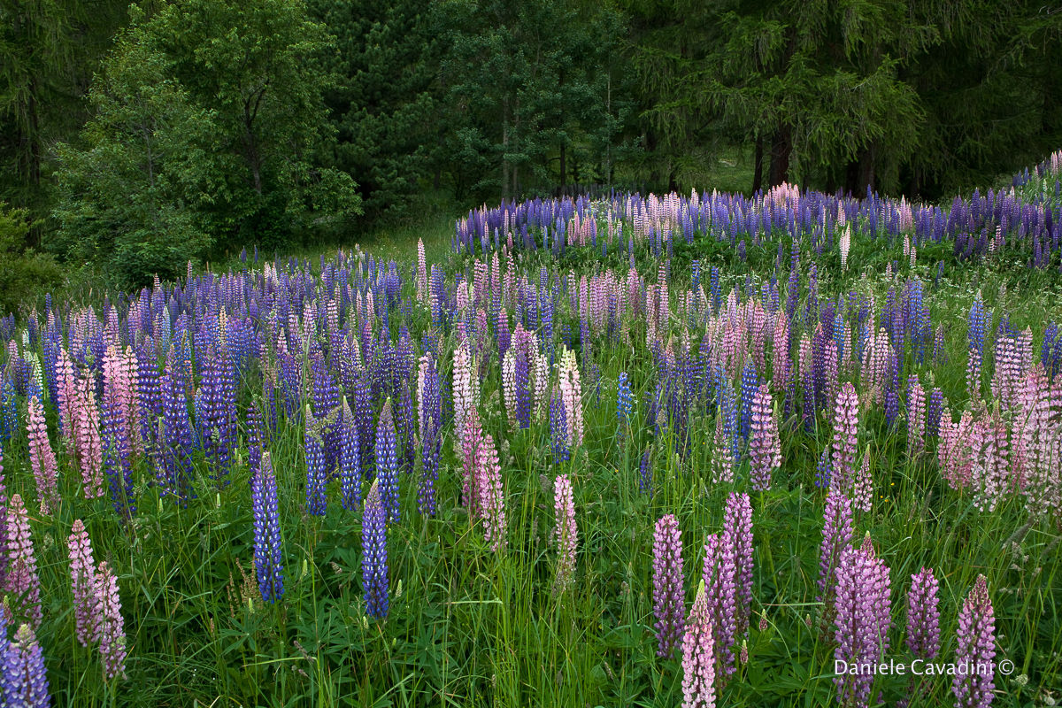 Lupini