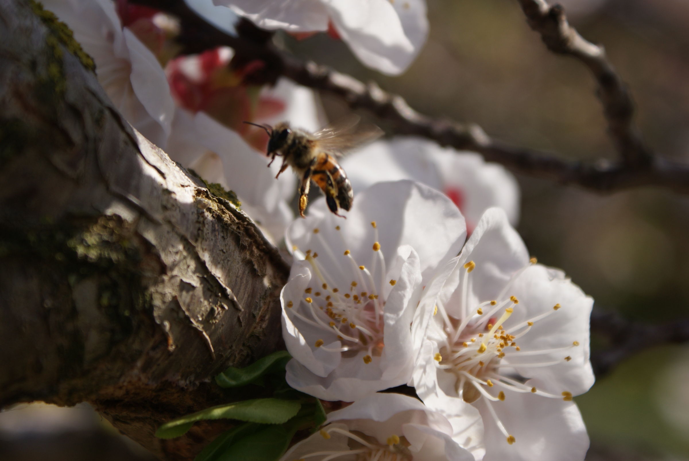 libertà primaverile