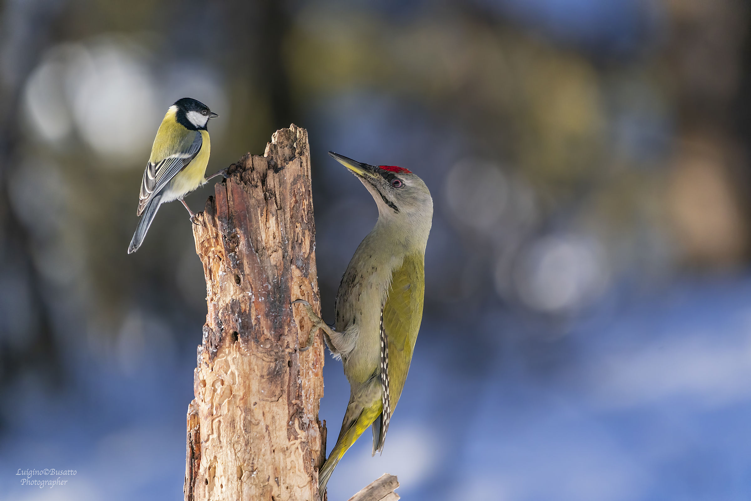 Grey-spotted woodpeckers with small Cinciarella