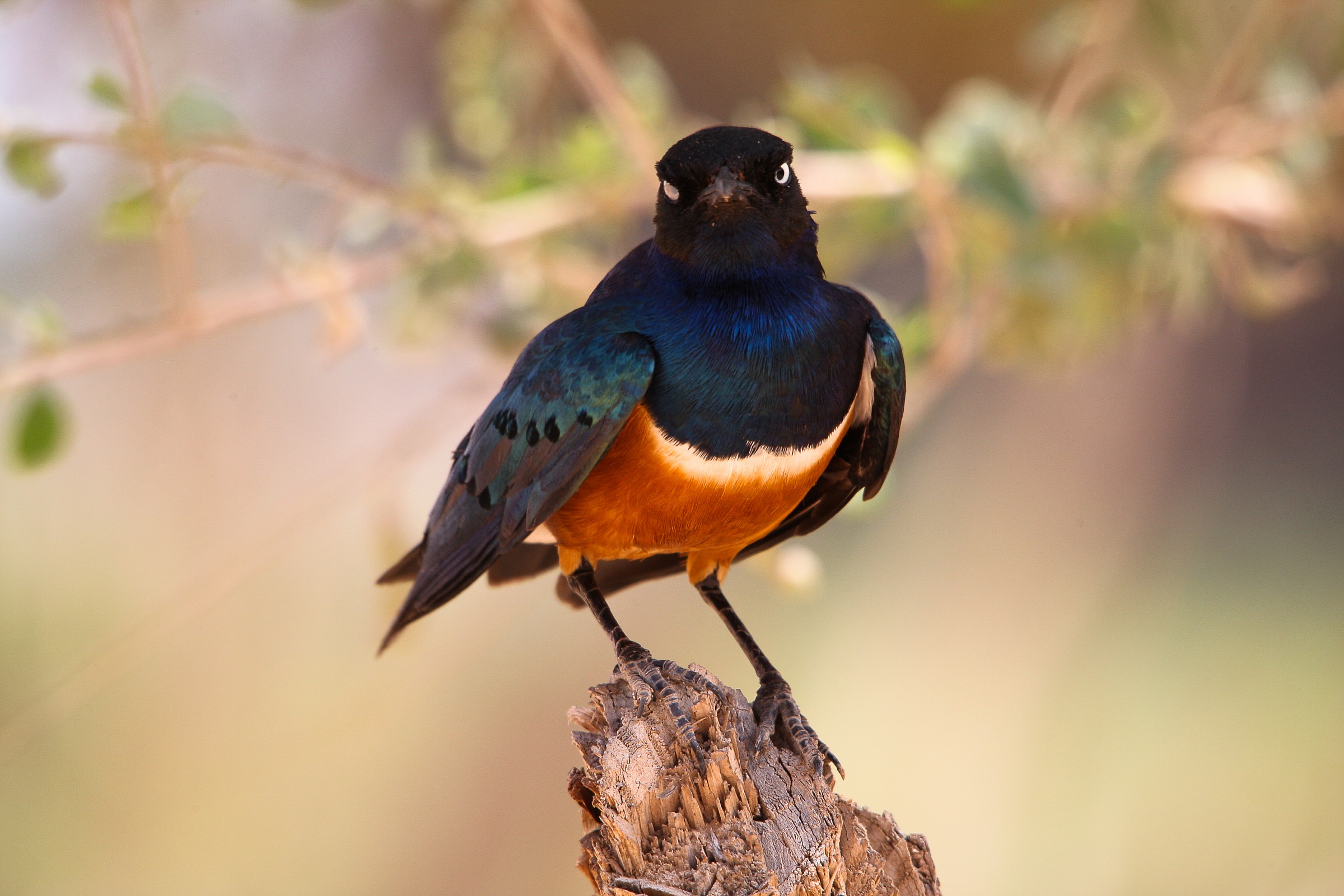 mi fai l'occhiolino!