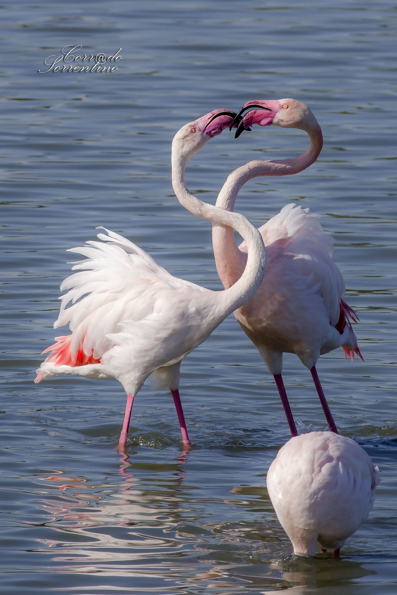 Flamingos