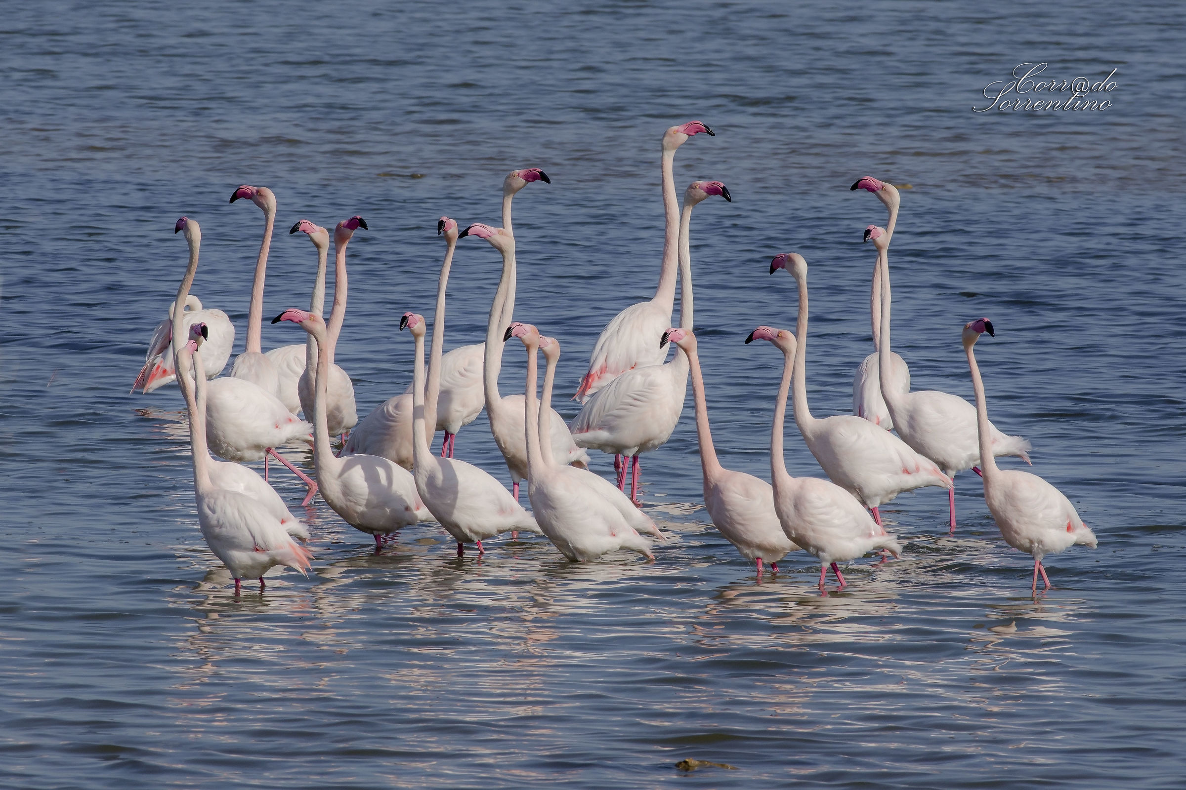 Fenicotteri maschi: parata di corteggiamento