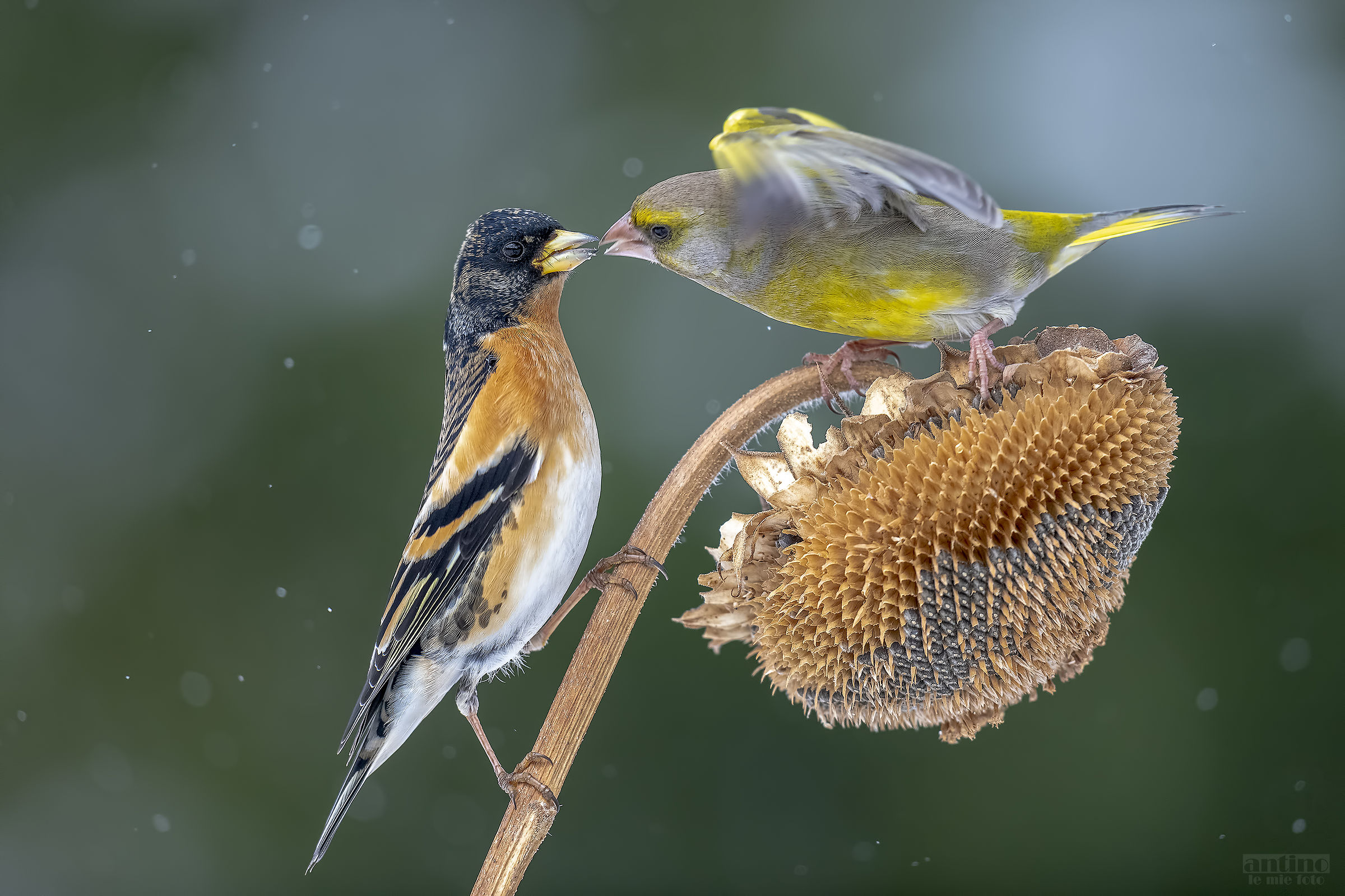 All the colours of love