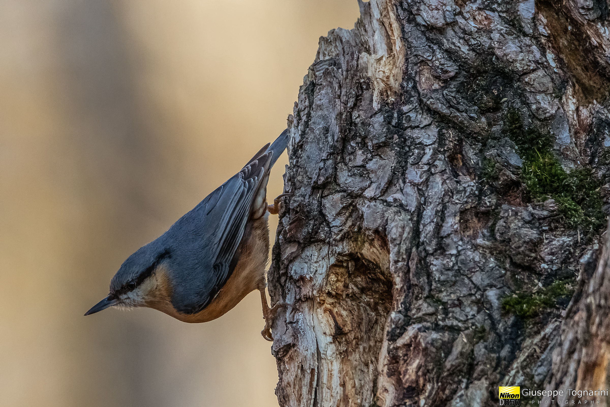Nuthatch-Sitta Europaea