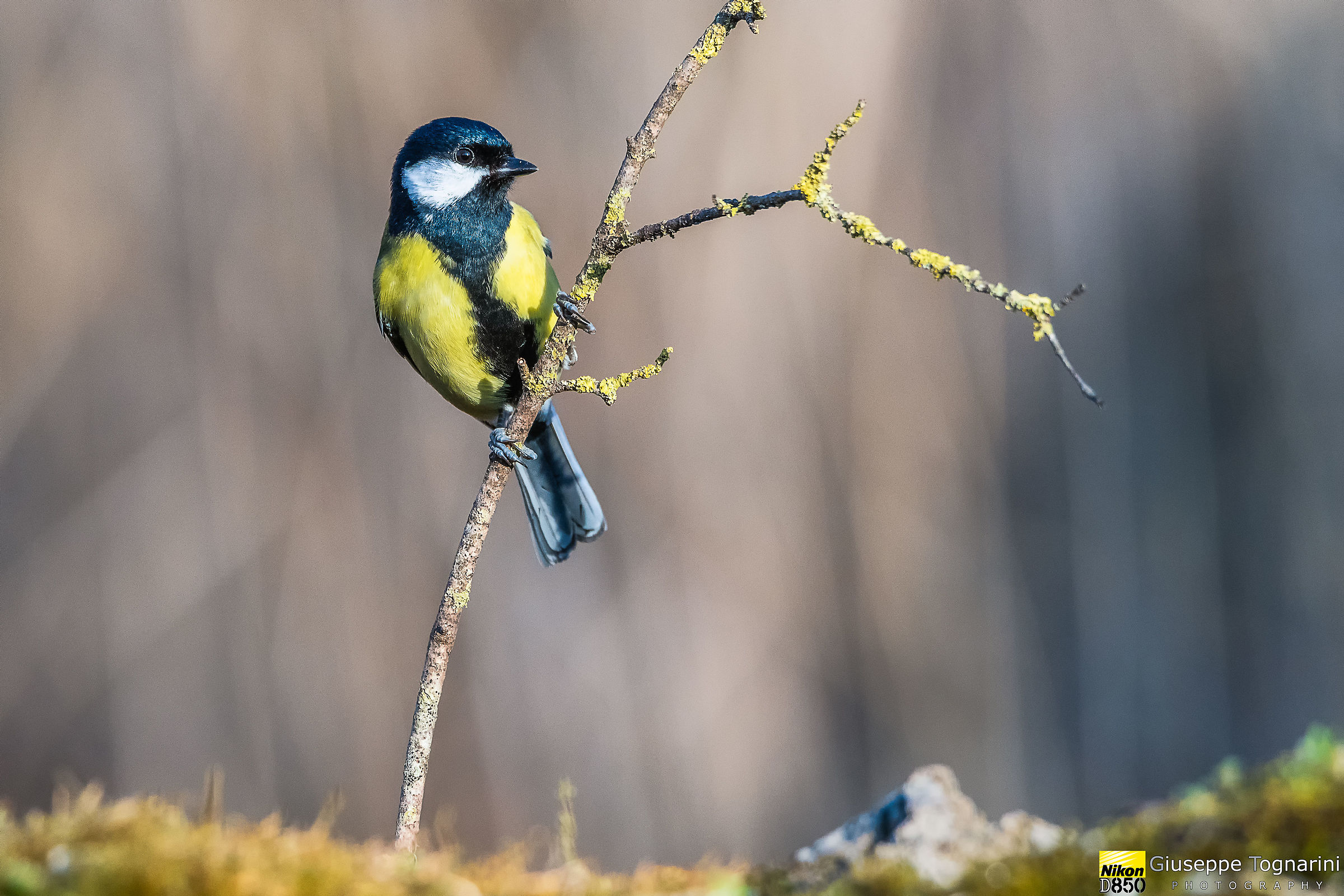 Cinciallegra-Parus major