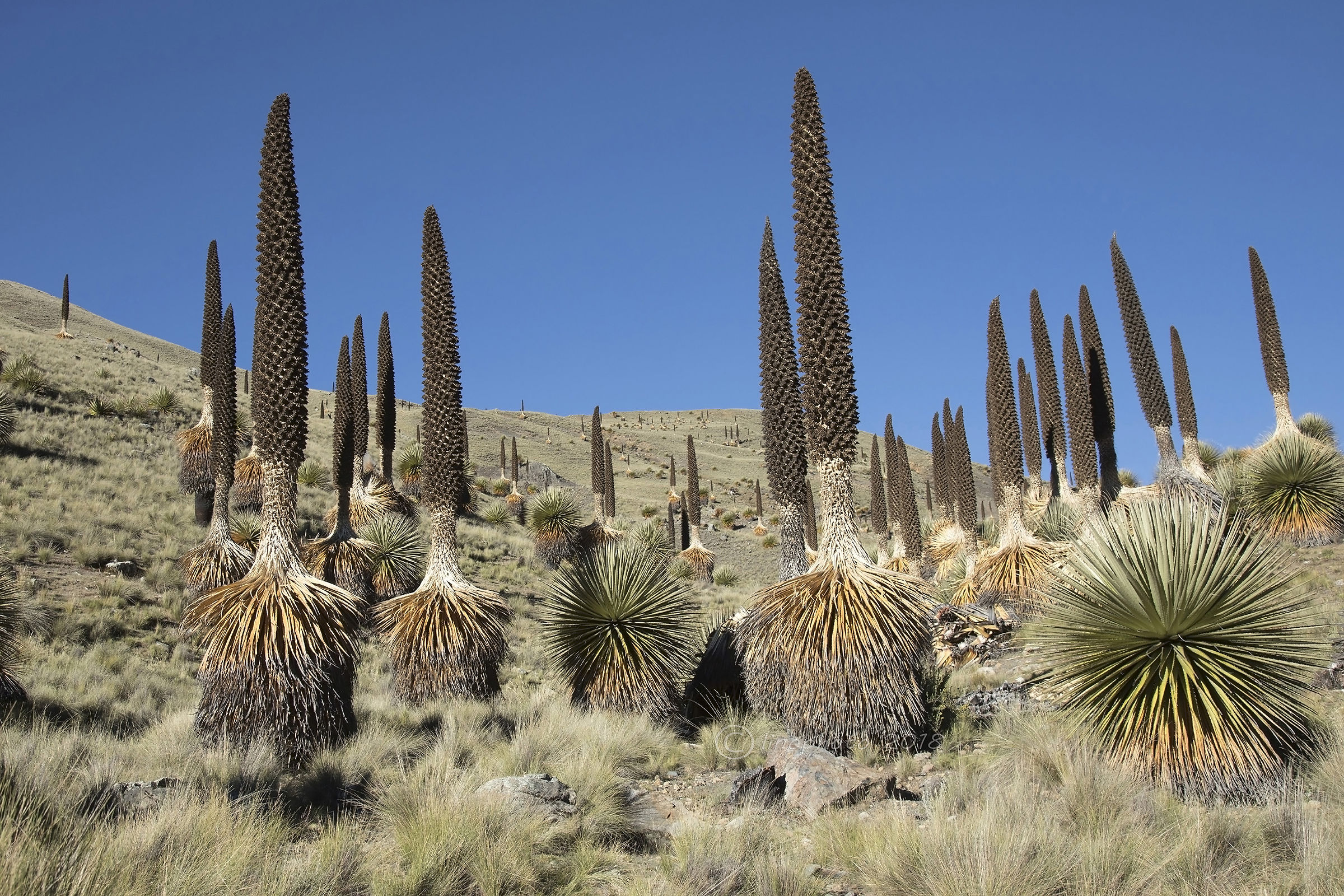 The other Peru-the north-Puya raimondii