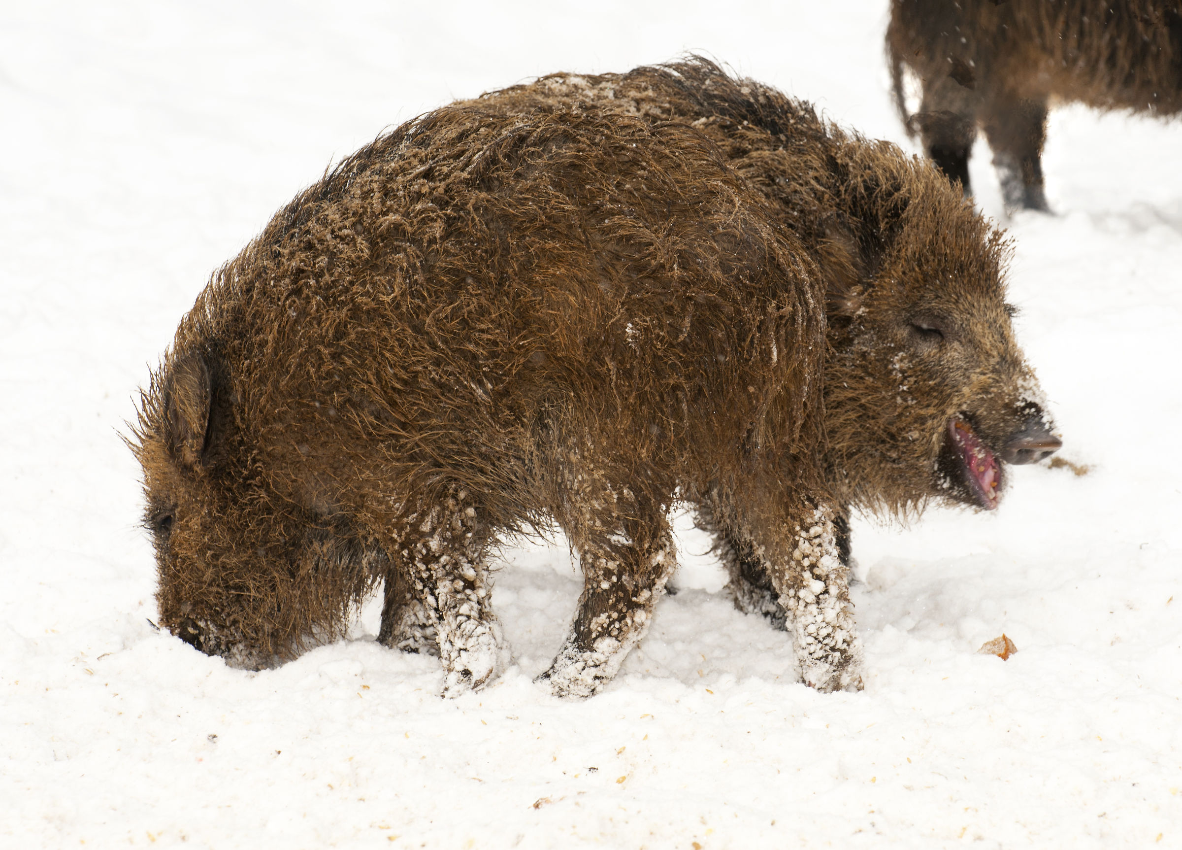 Cinghiale a due teste al Bayerischer Wald