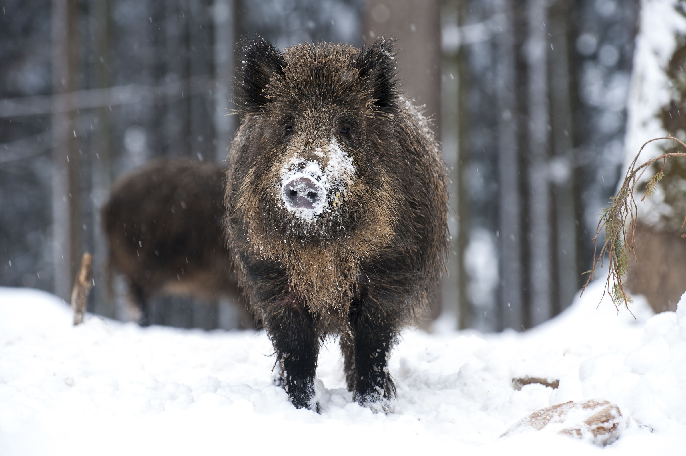 Wild boar at Bayerischer Wald