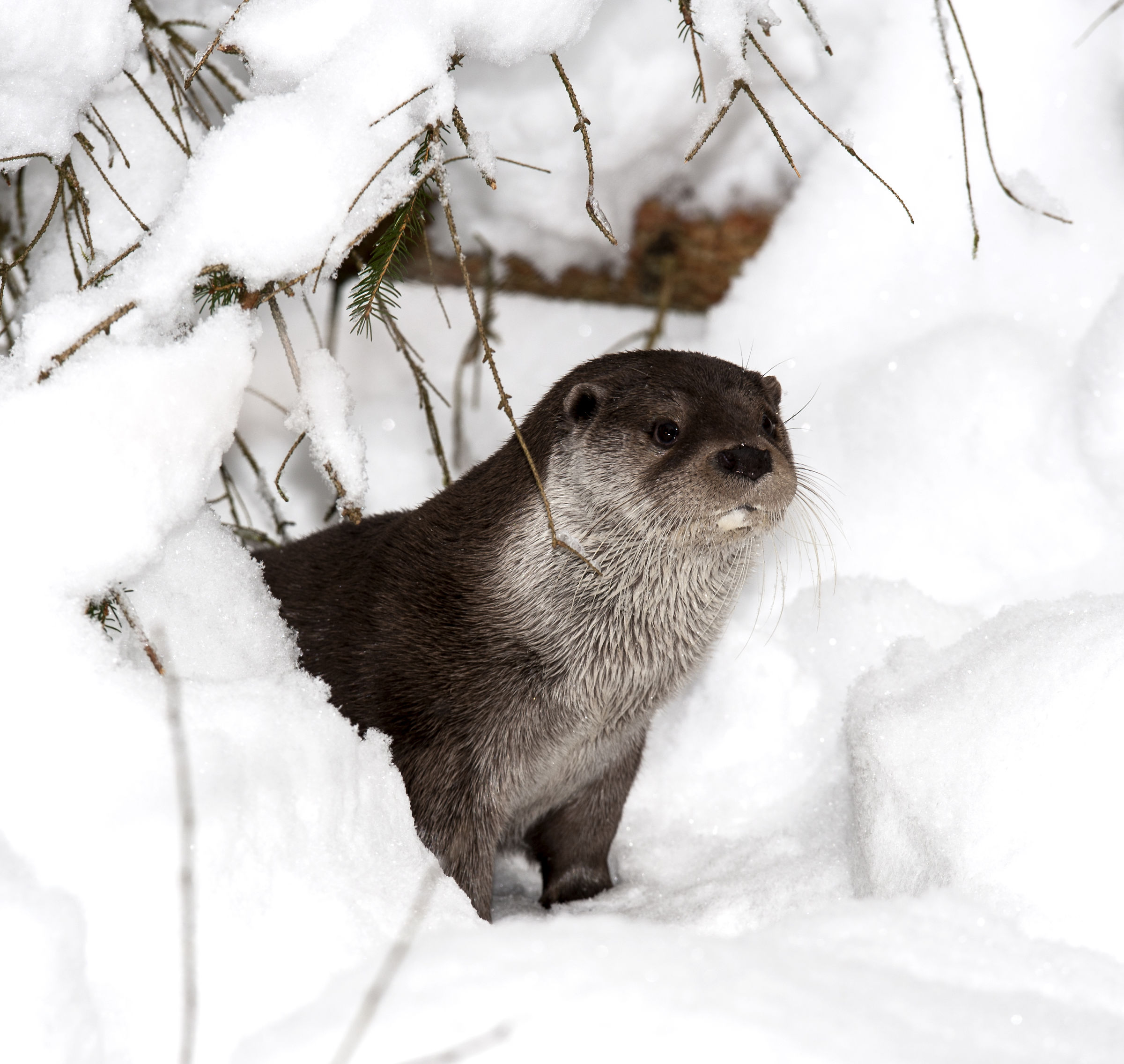 Otter in the snow at Bayerischer Wald