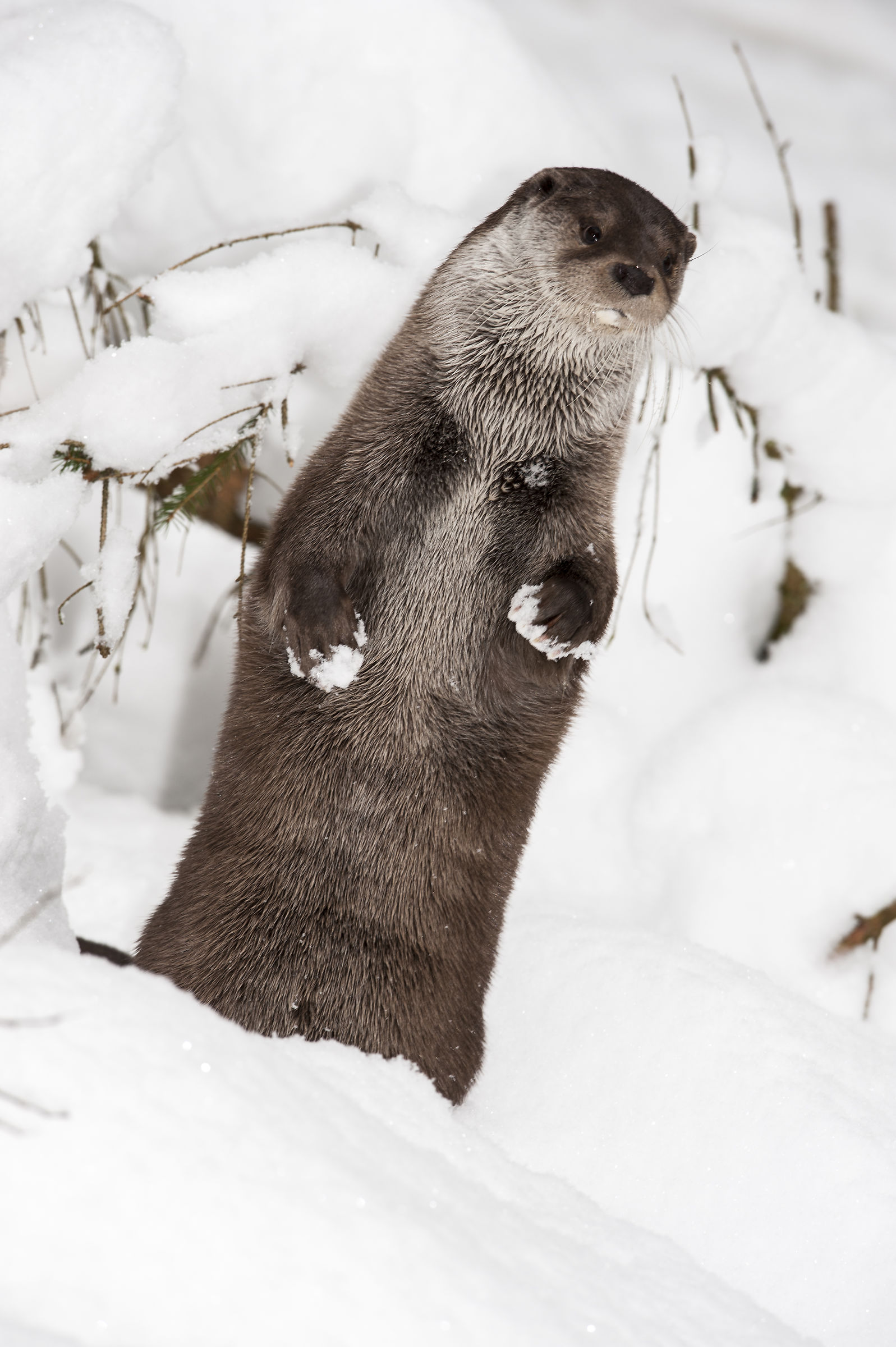 Otter in the snow at Bayerischer Wald