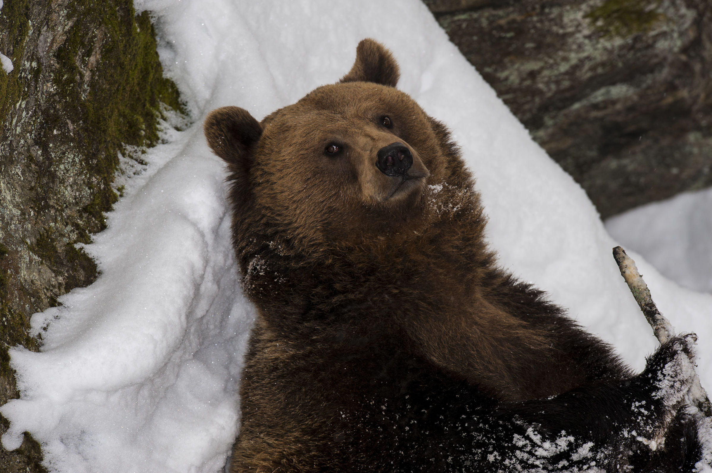 Brown Bear at Bayerischer Wald