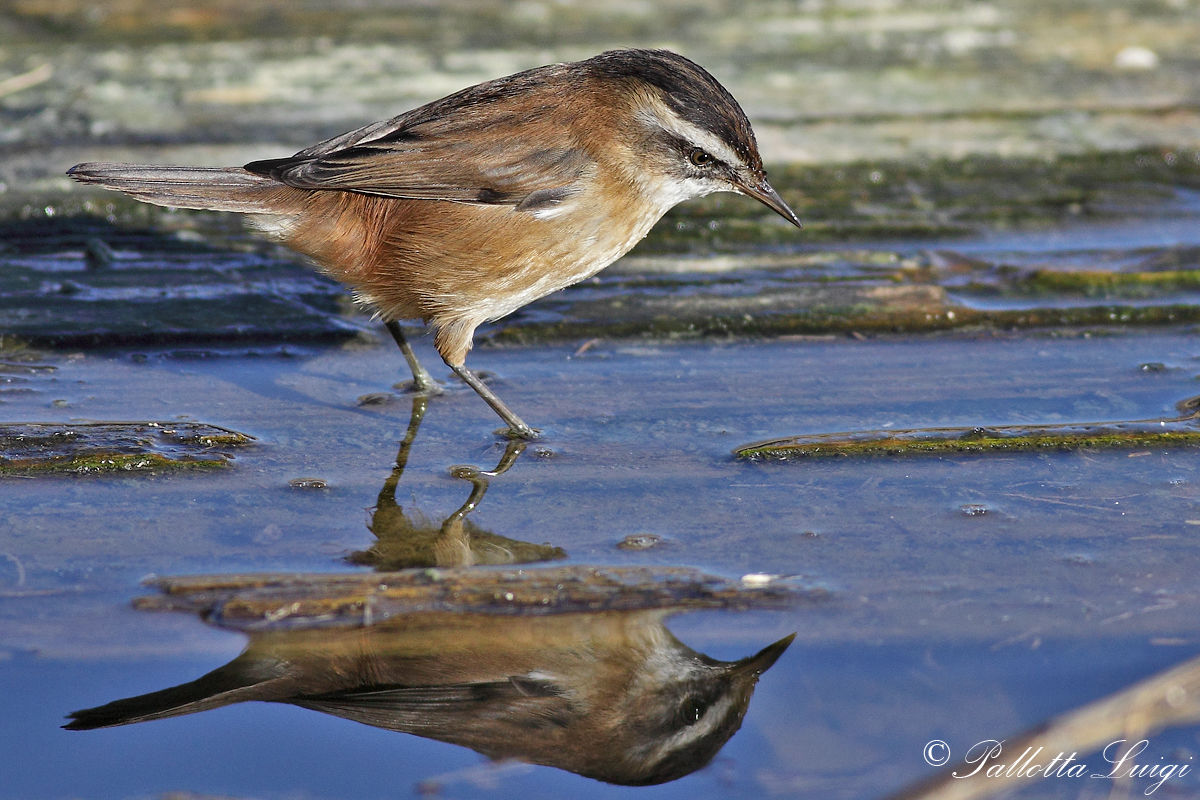 Forapaglie Castagnolo (Acrocephalus melanopogon)