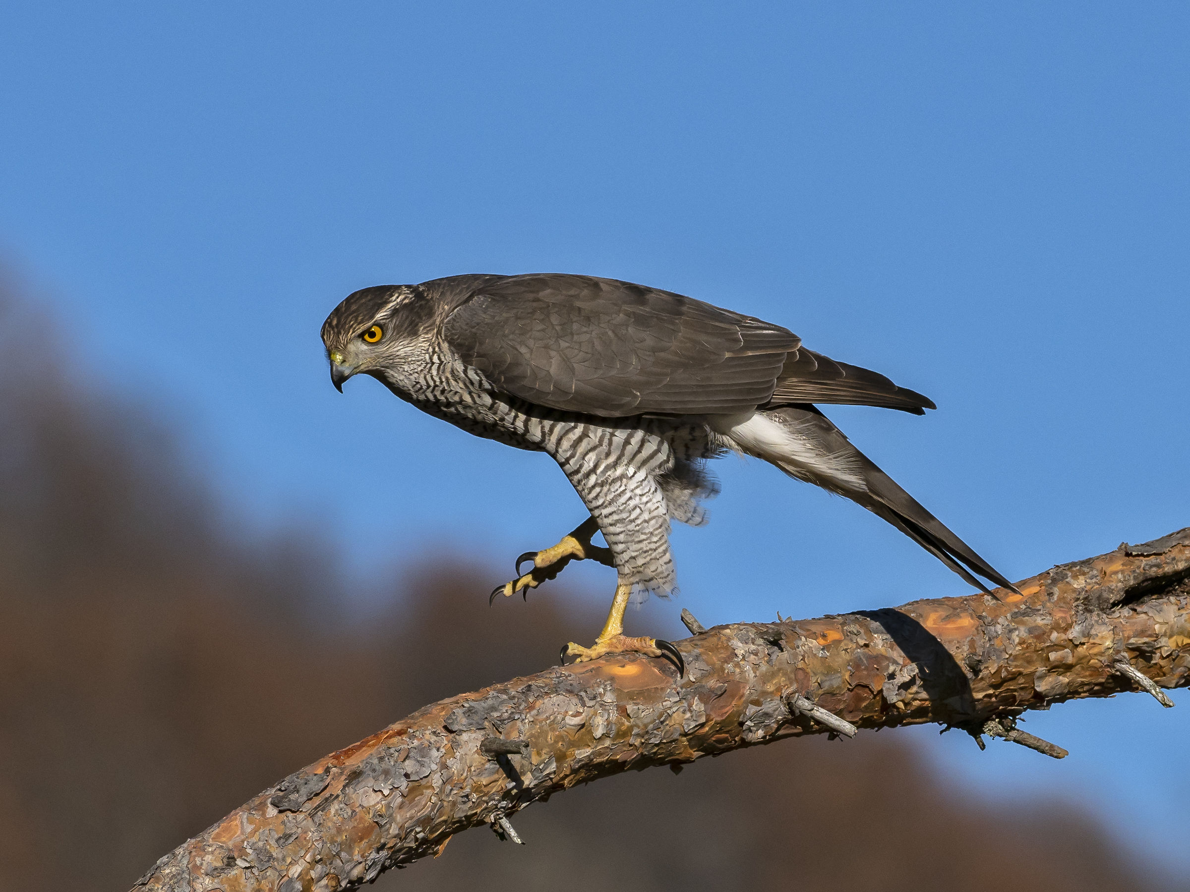 Goshawk