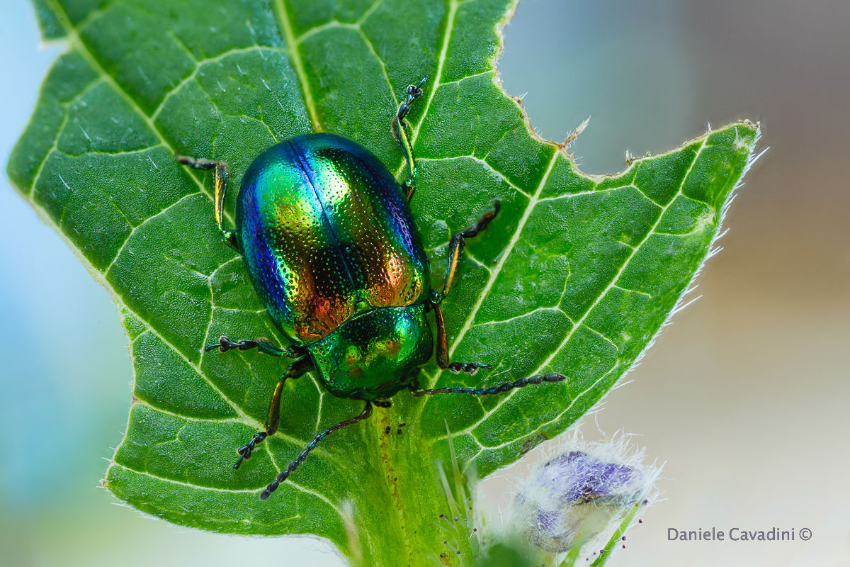 Iridescente crisomela della menta