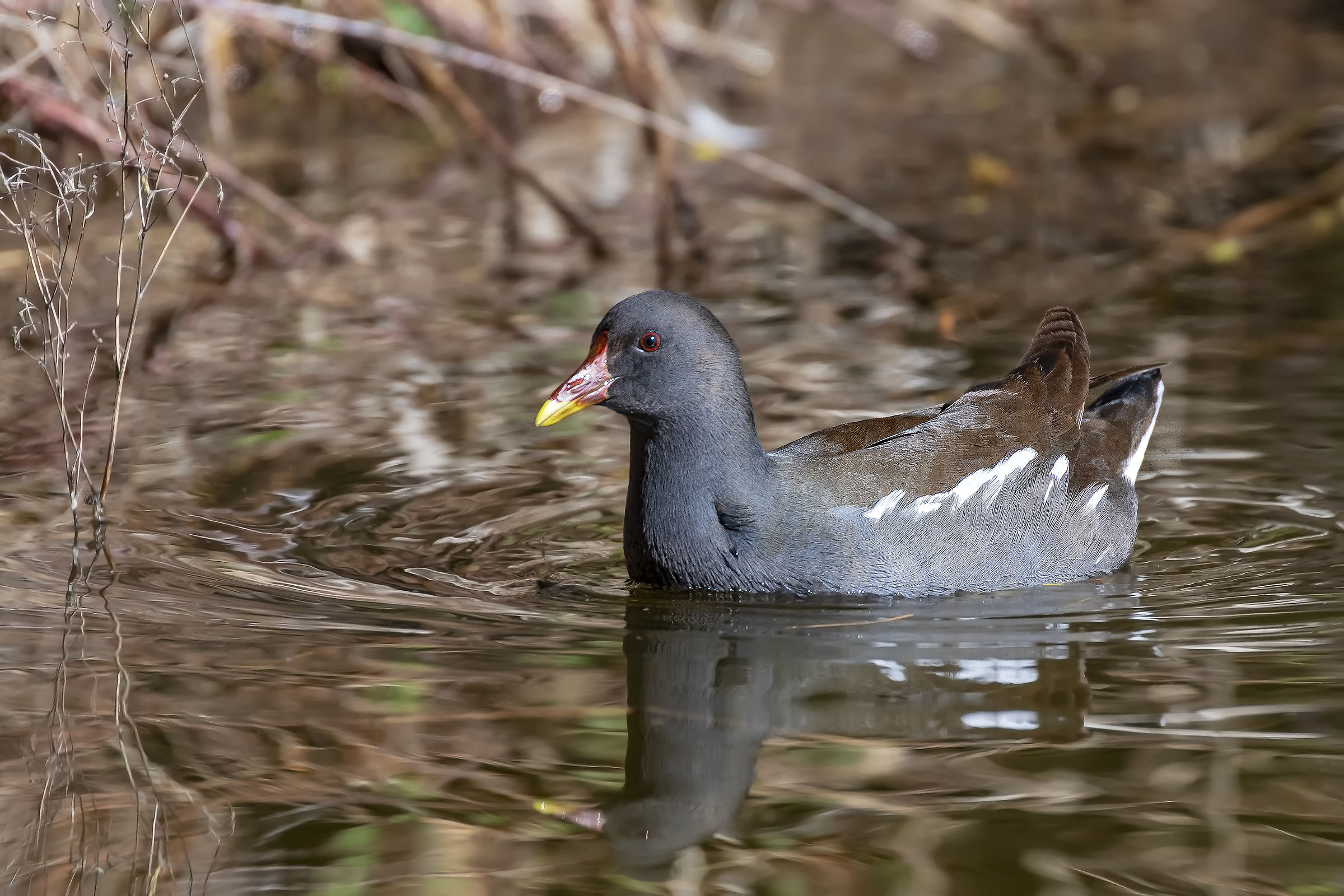 The Gallinule
