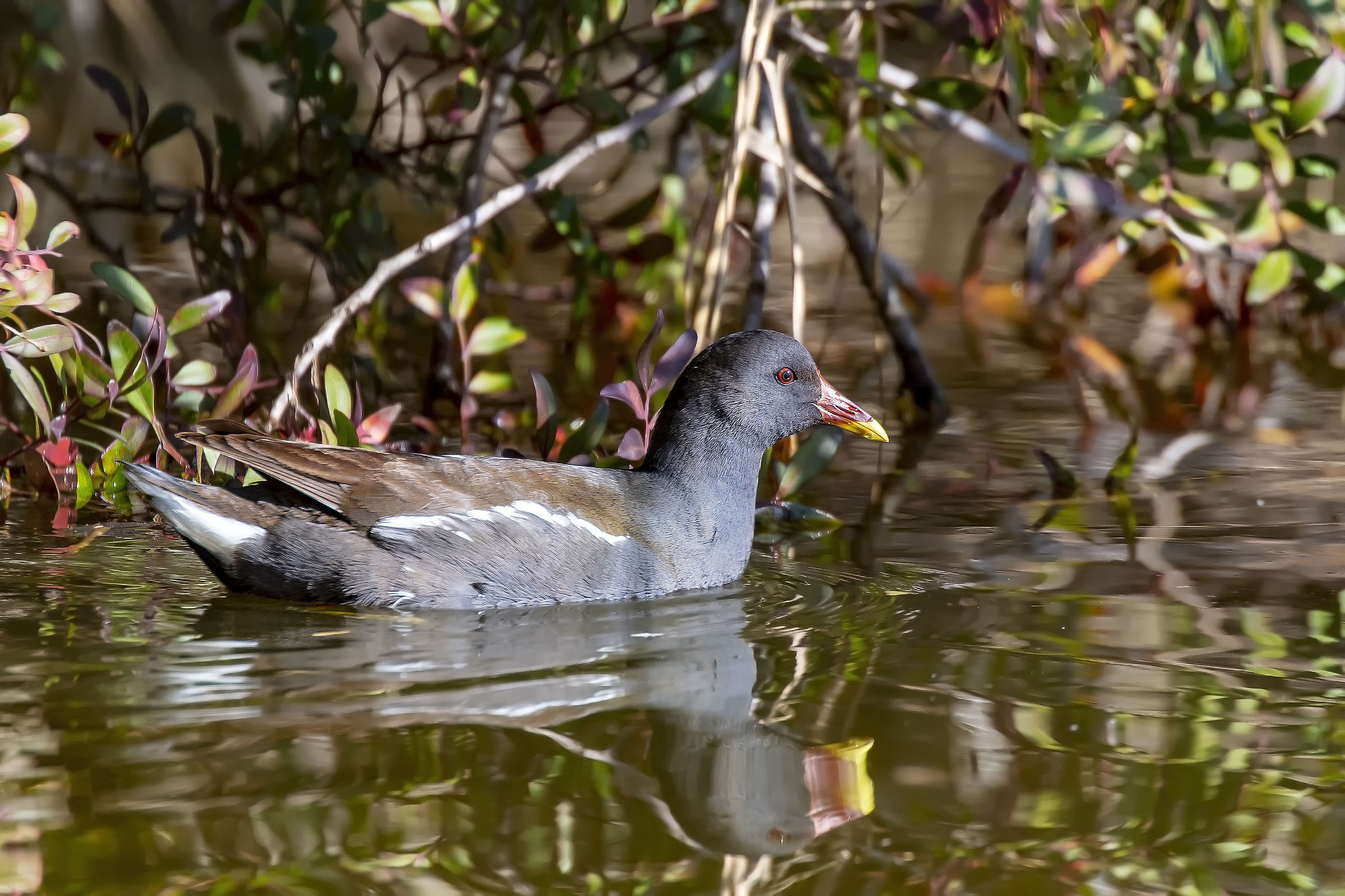 Water Hen