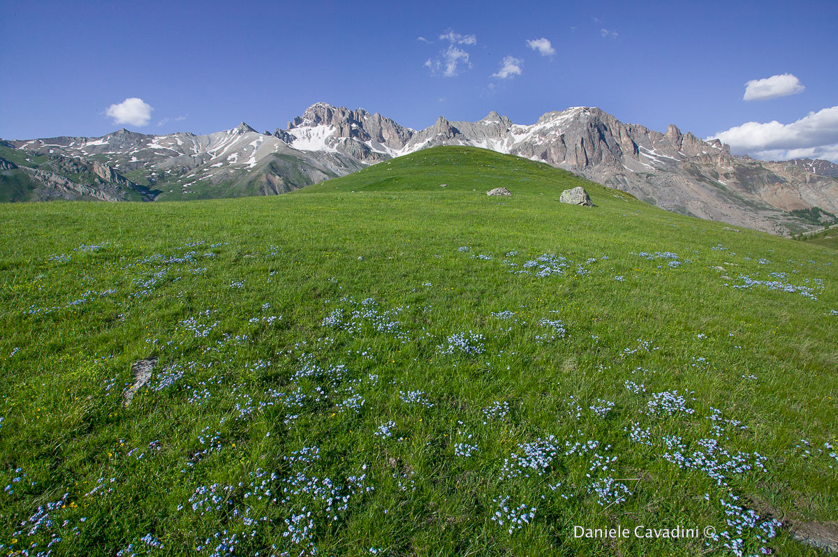 Pascolo alpino al Col du Lotaret