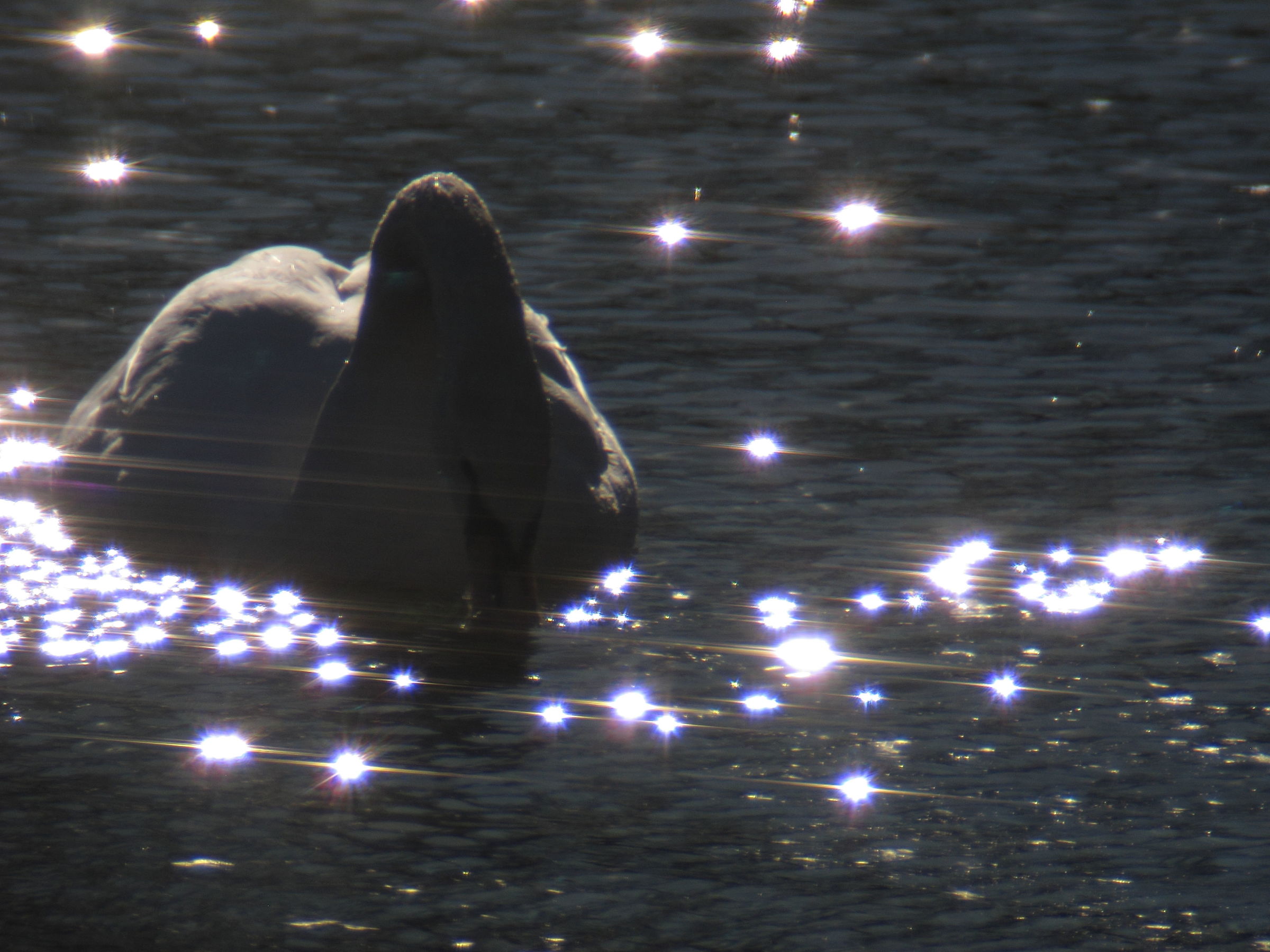 Reflections against the Light