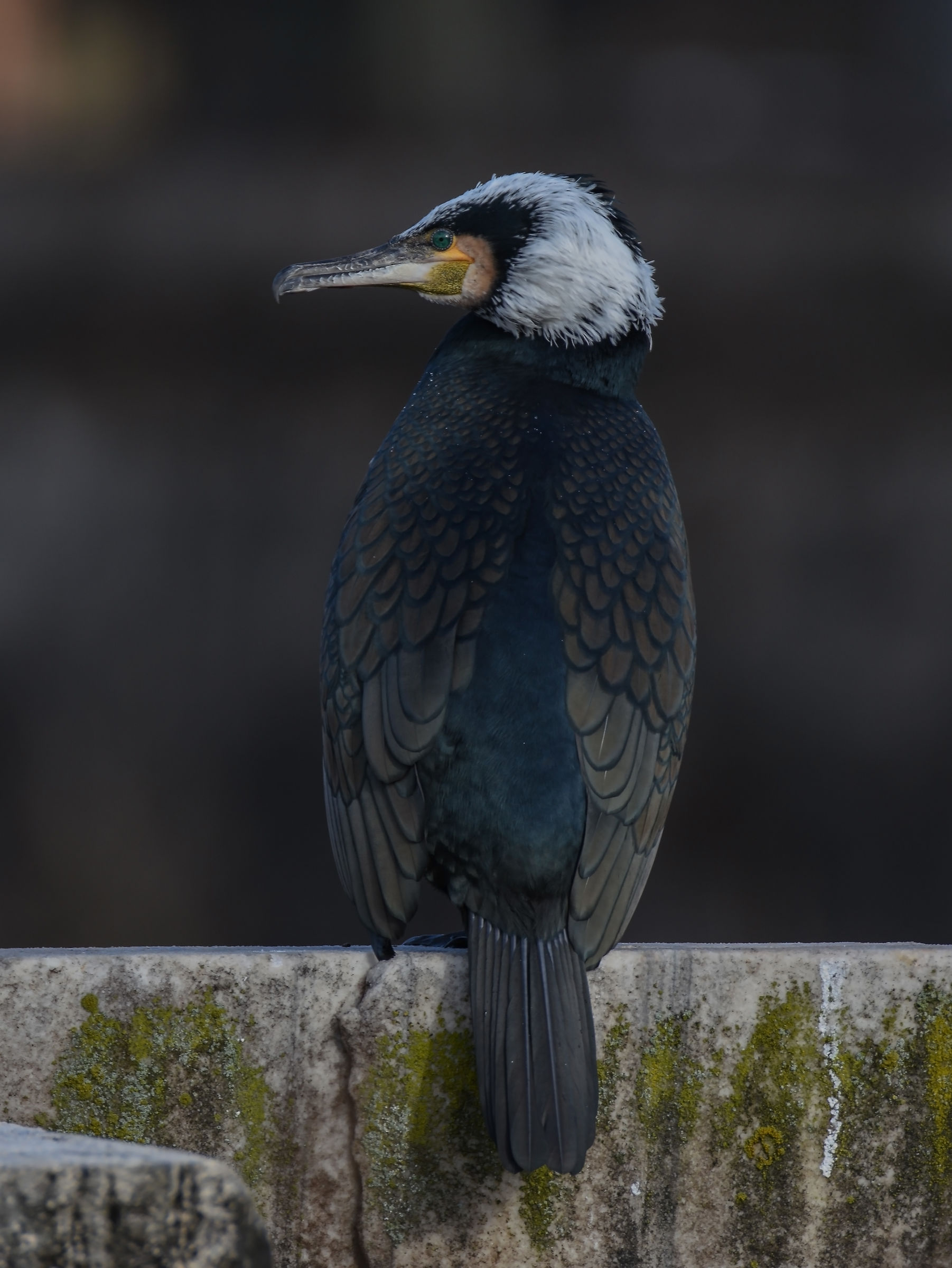 Cormorano (Ponte vecchio Isola tiberina )