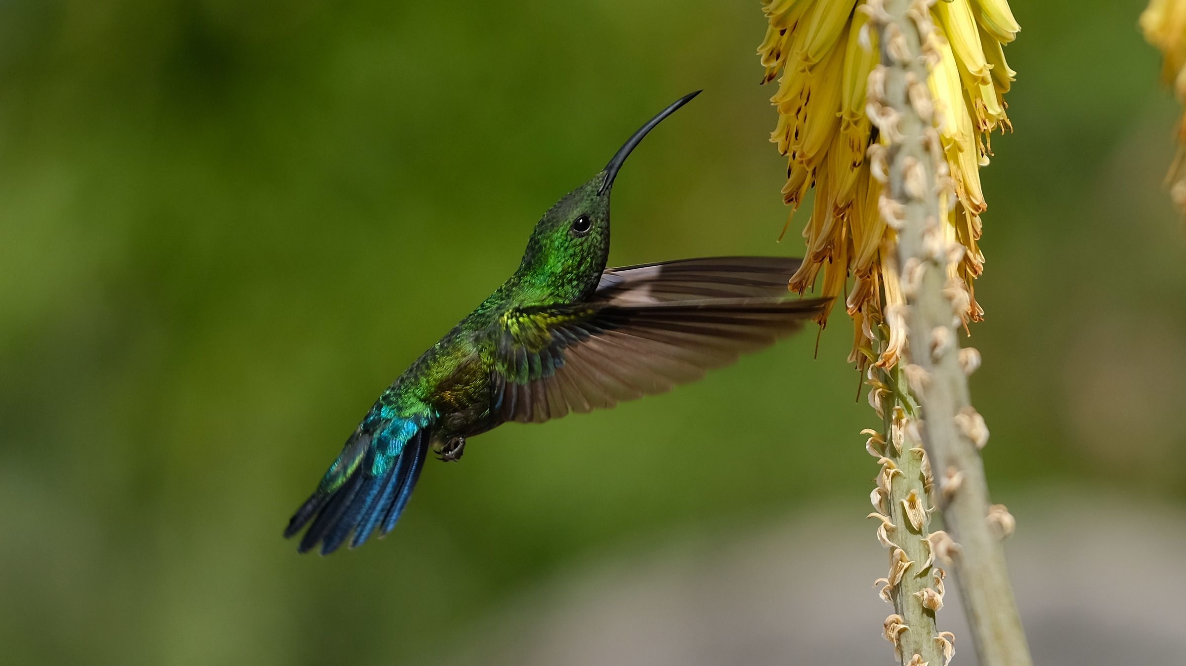 Colibrì