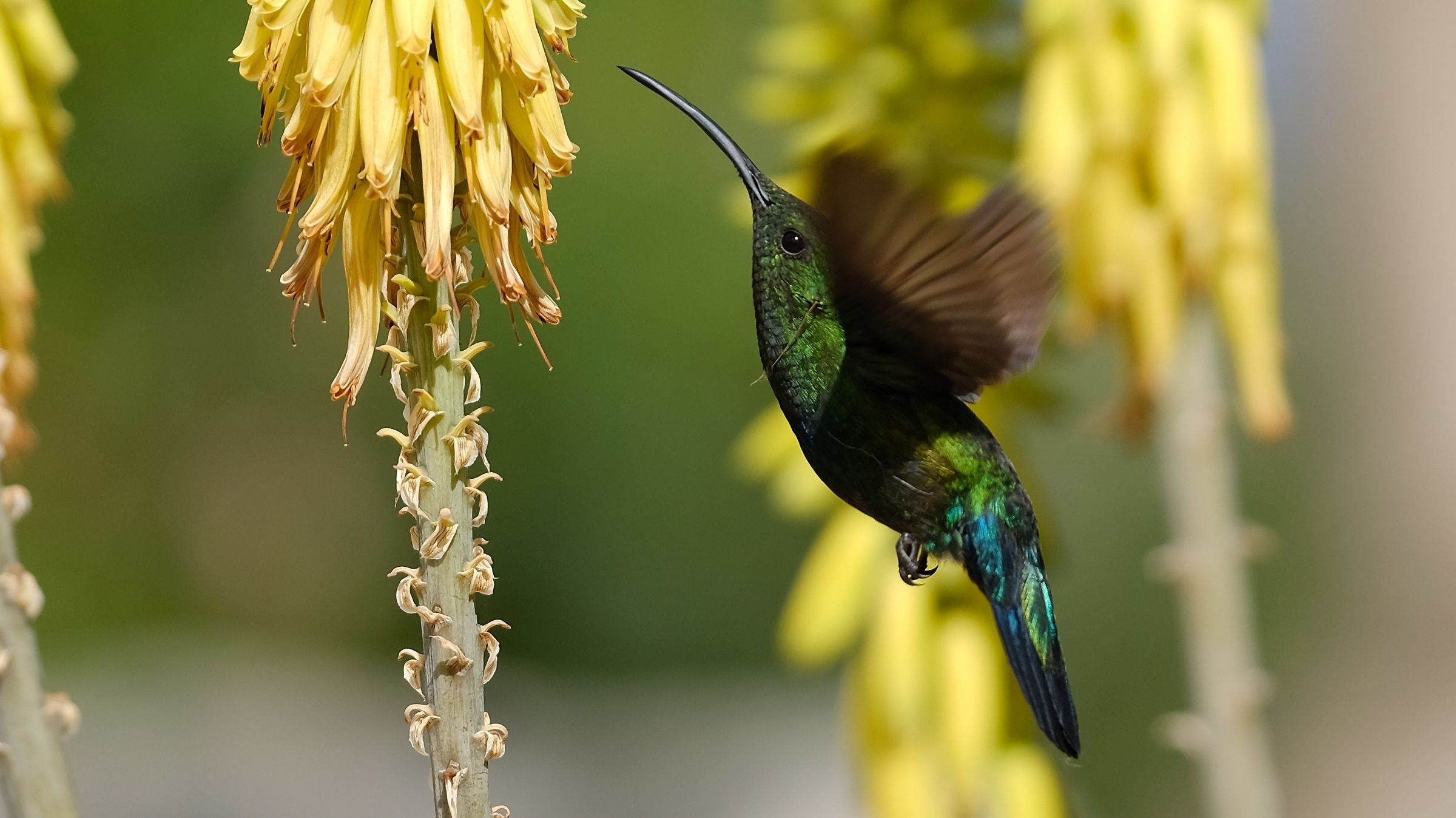 Colibrì