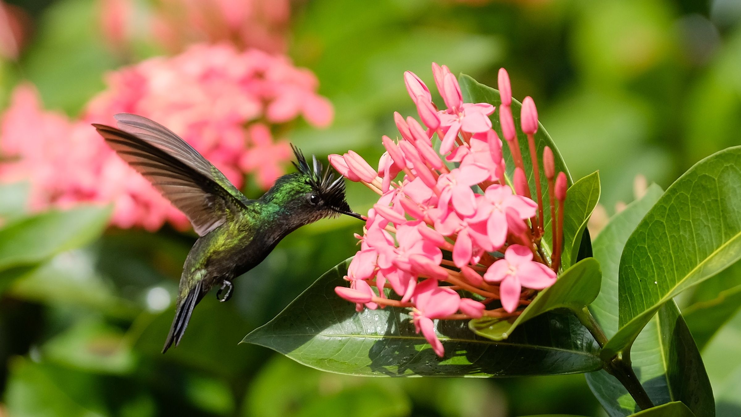 Colibrì