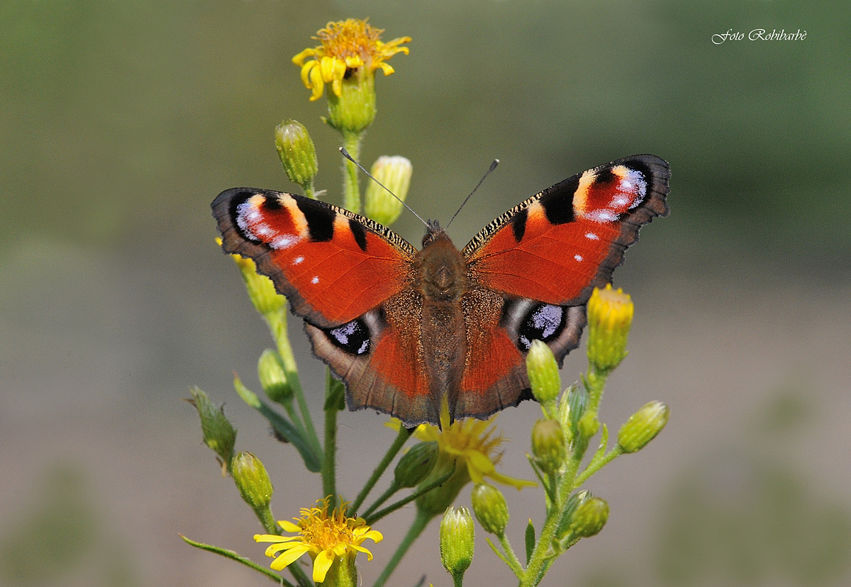 Vanessa io...occhio di pavone...