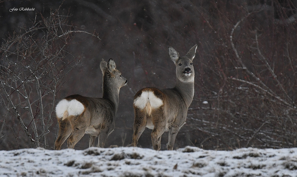 Quando la neve scende giù lieve...