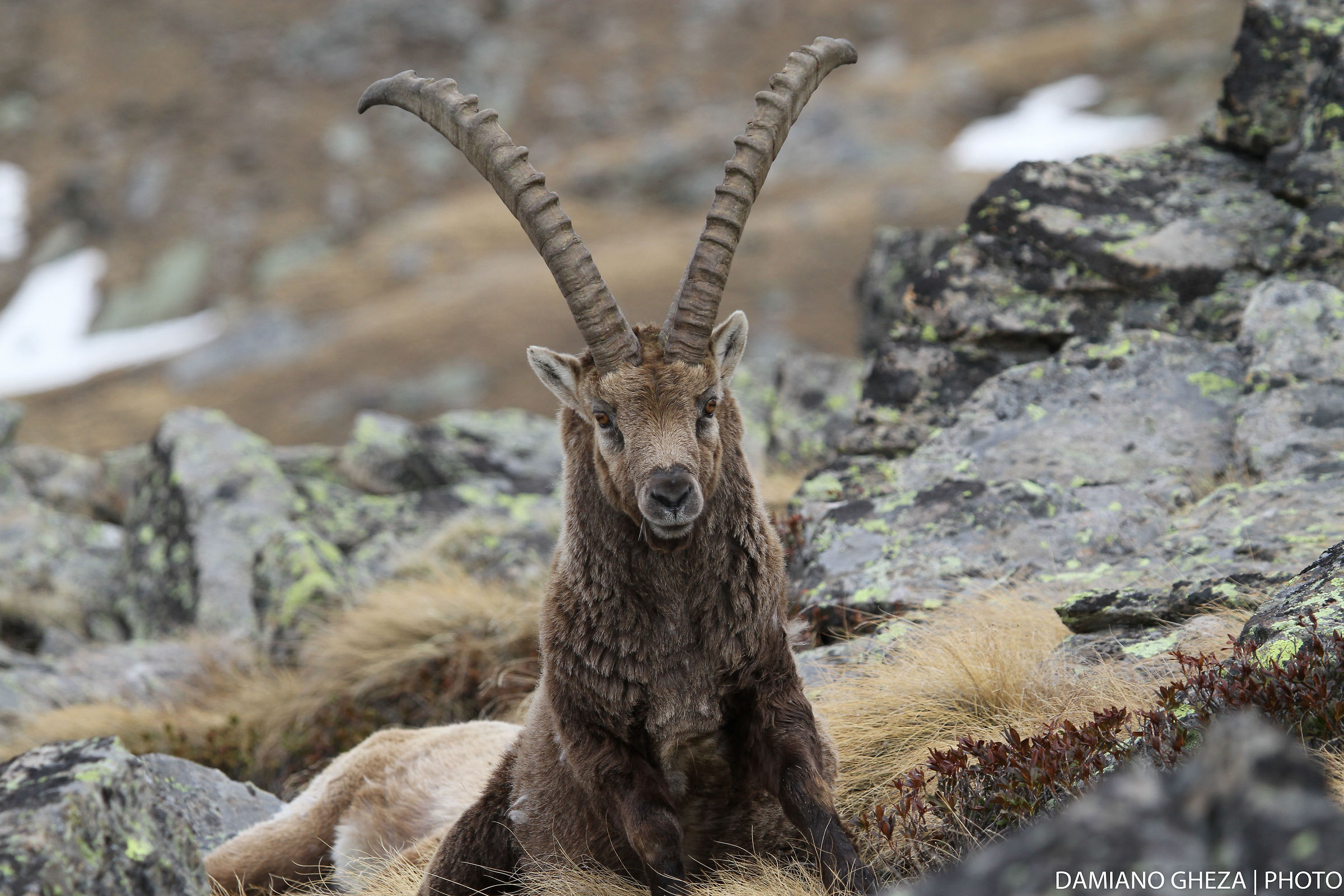 Ibex