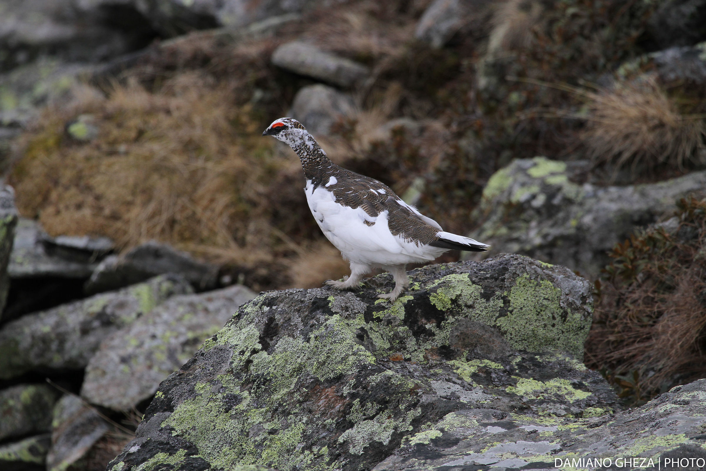 White Partridge