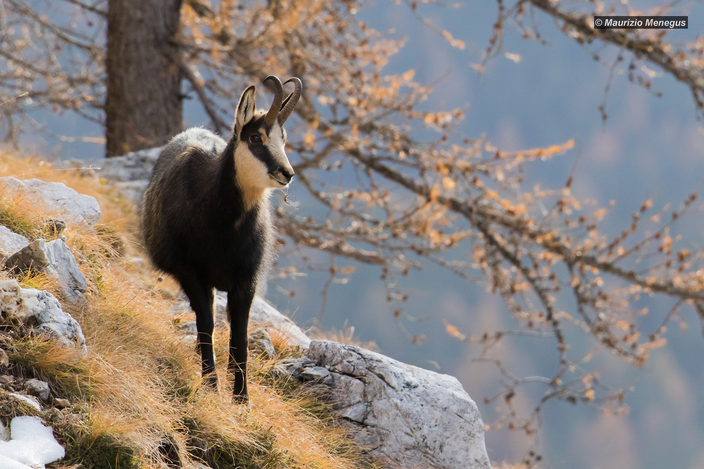 Giovane camoscio maschio a novembre