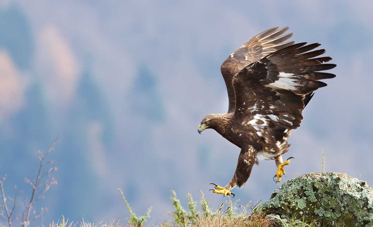 La regina a passeggio