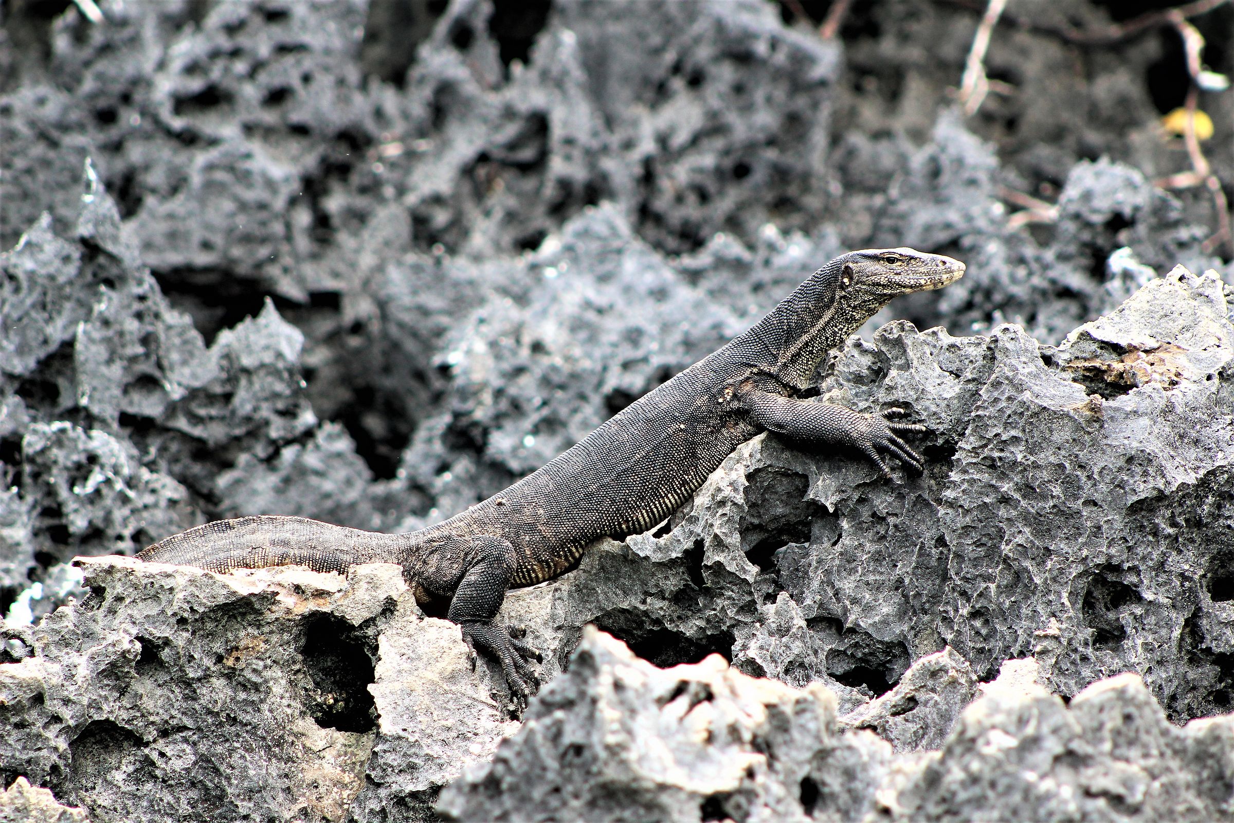 L'isola dei Varani di Nunukan