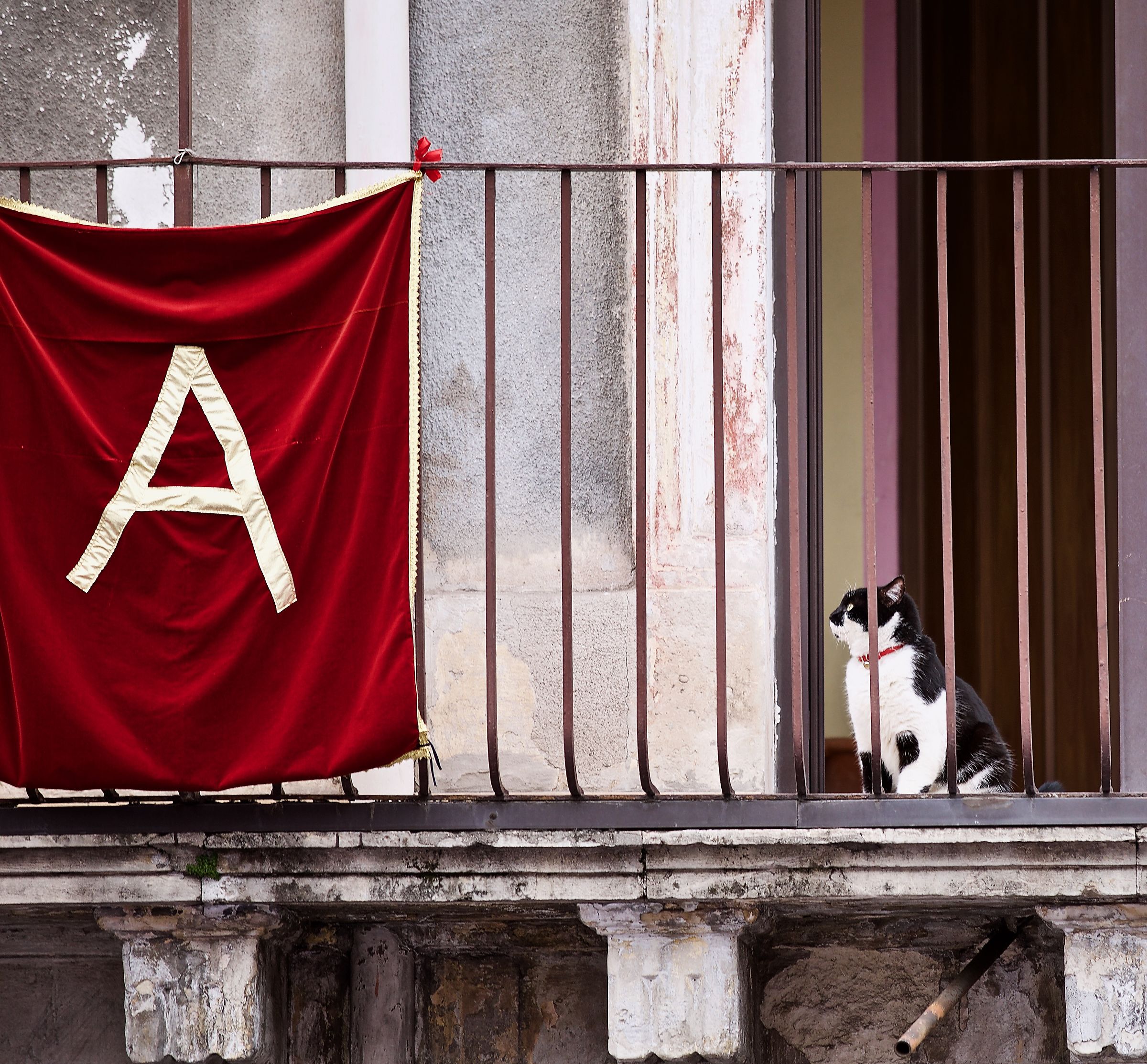 E pure il gatto è cittadino tutto devoto tutto!!