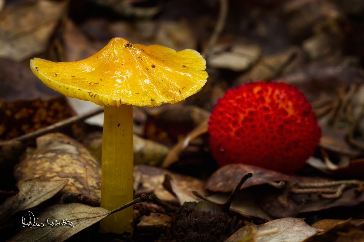 I colori della Sicilia!