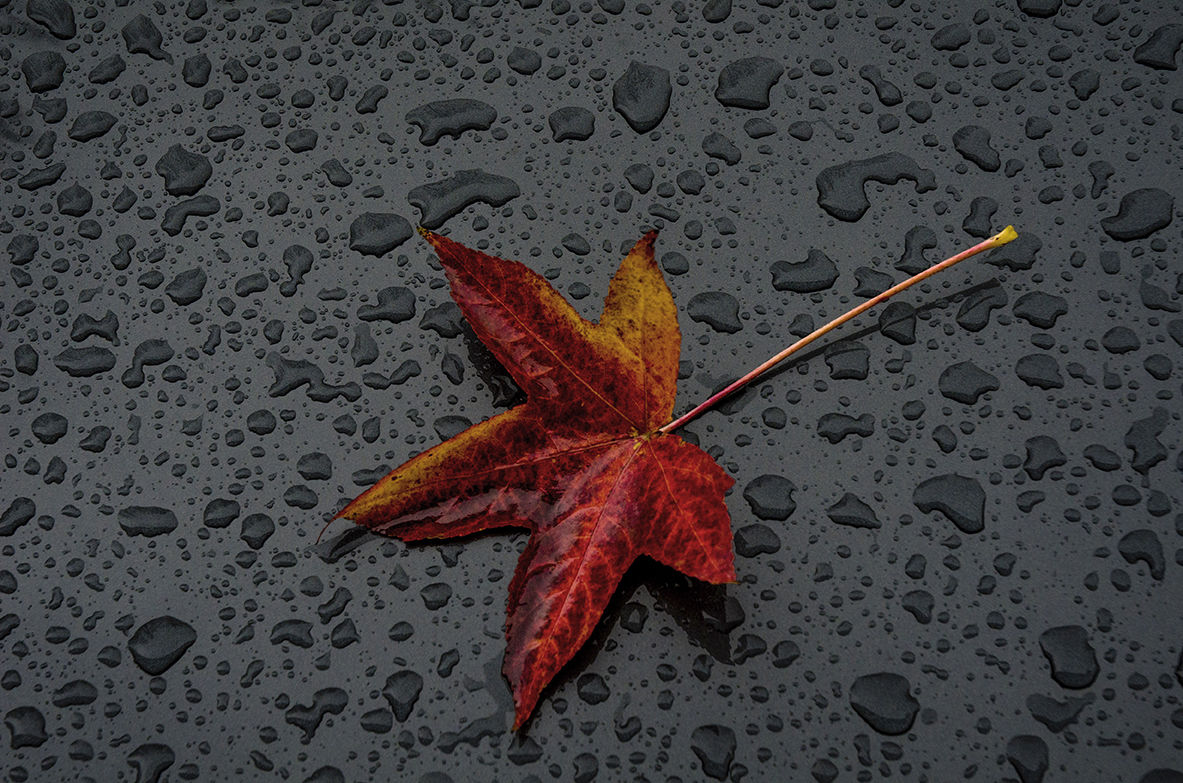 Foglia autunnale, Acero