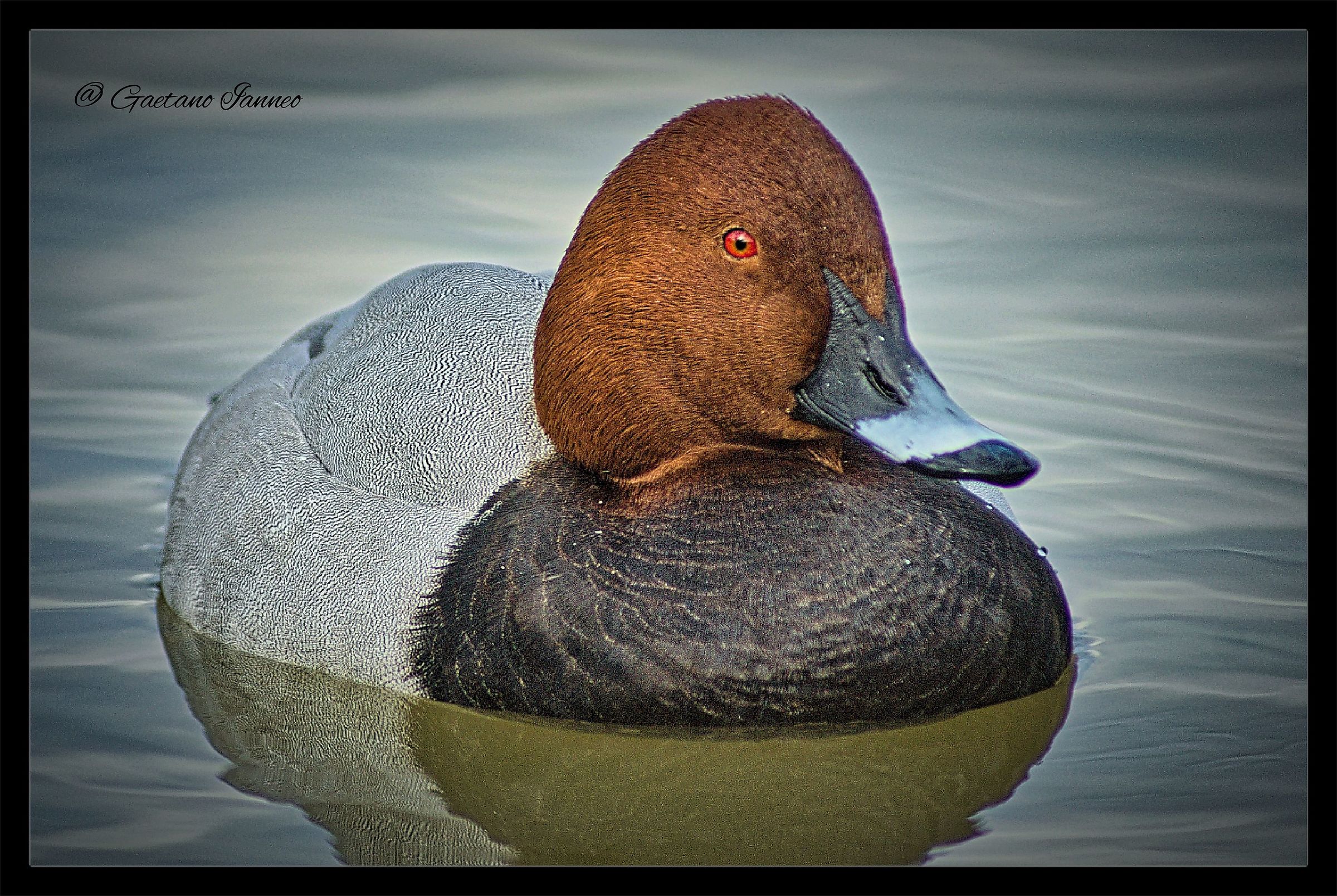Pochard
