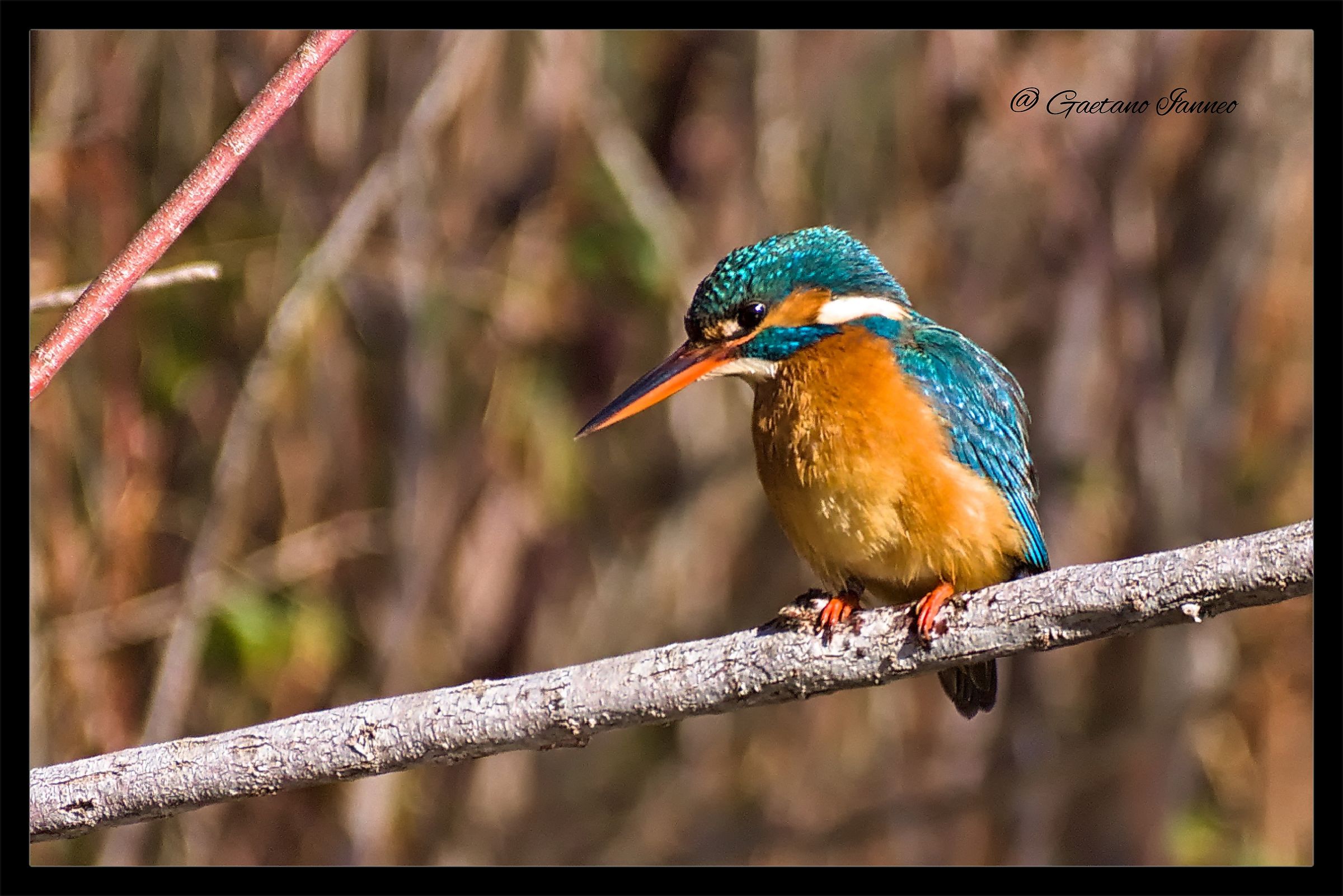 Kingfisher