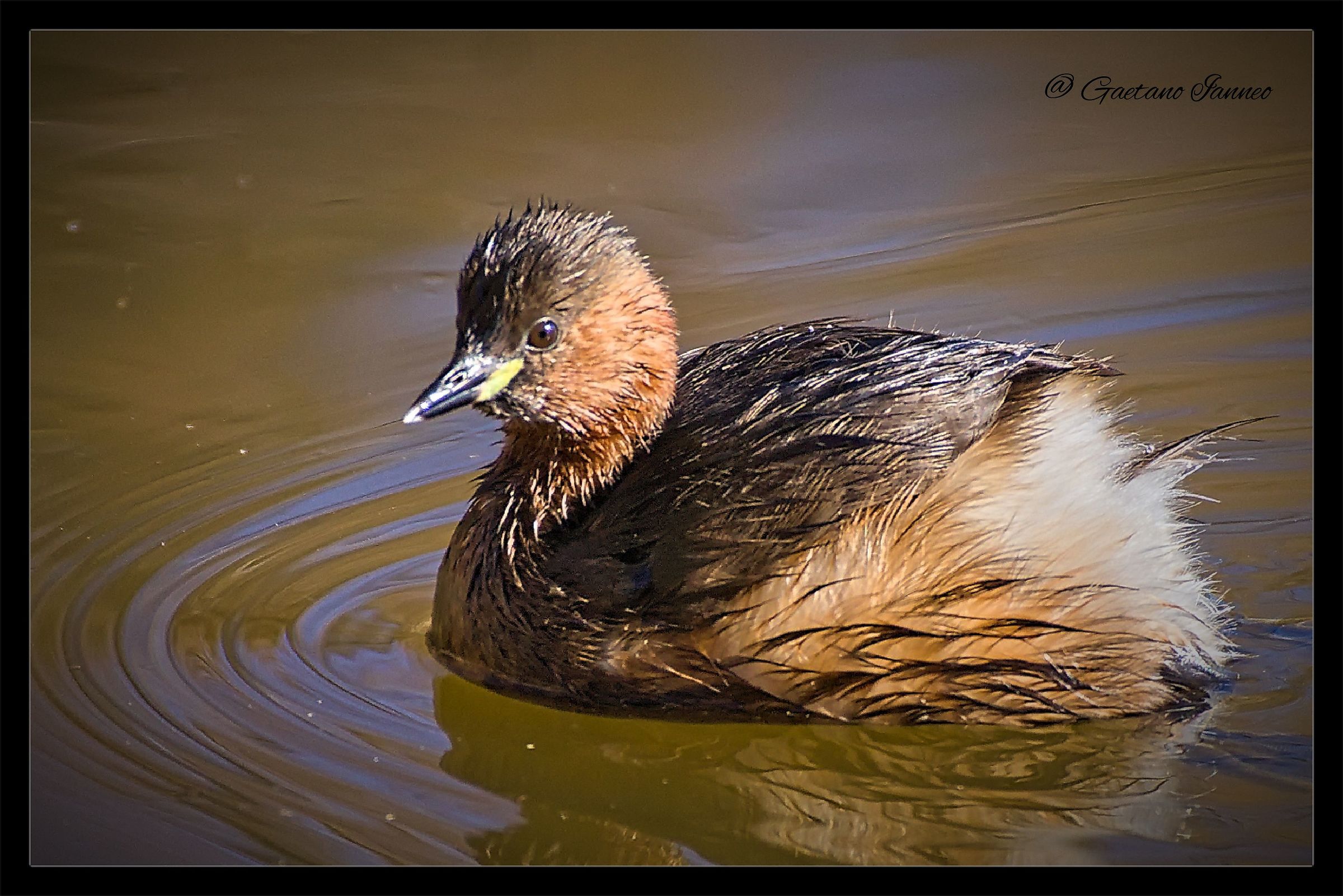 Little Grebe