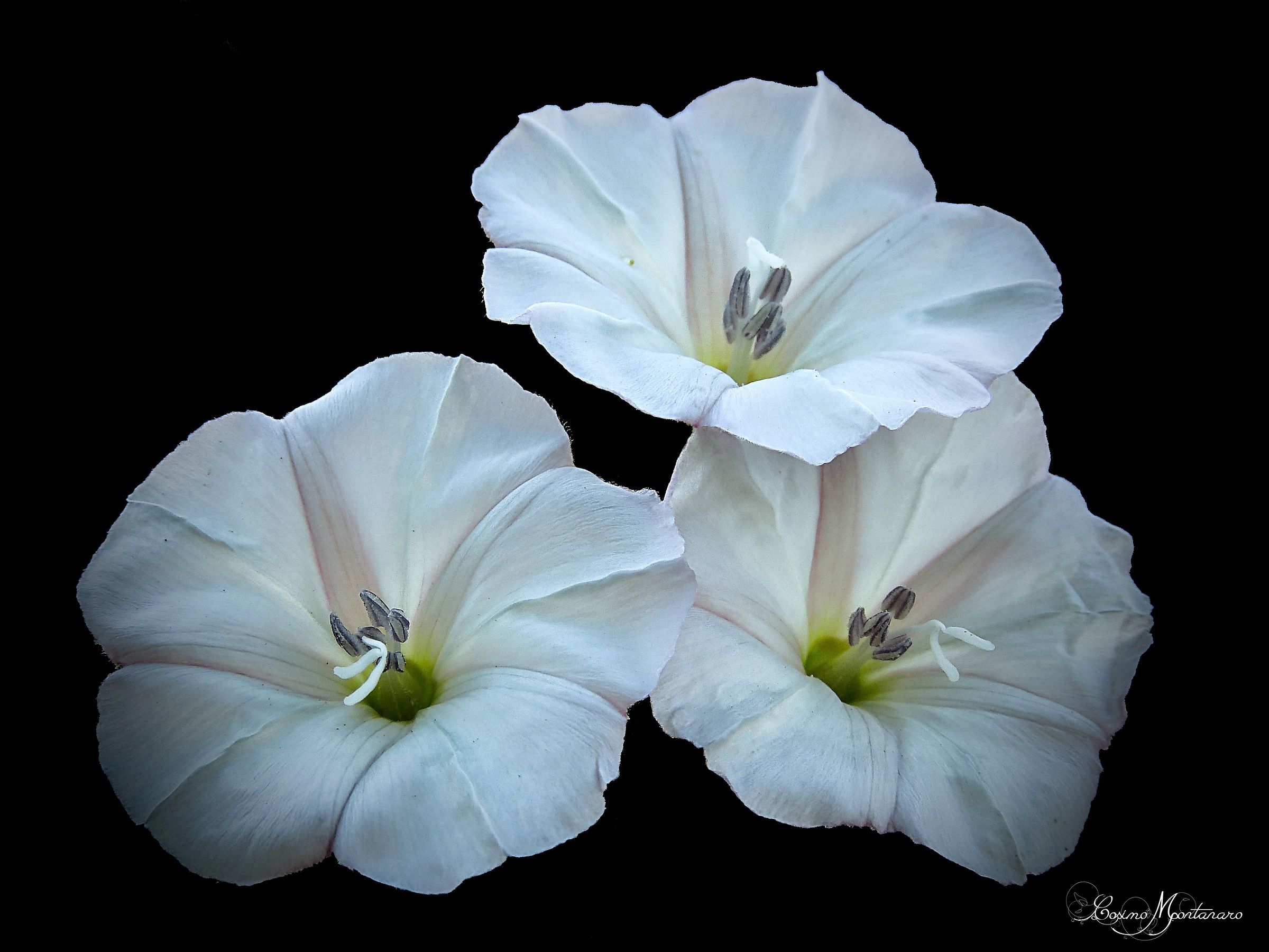 Convolvulus arvensis L.