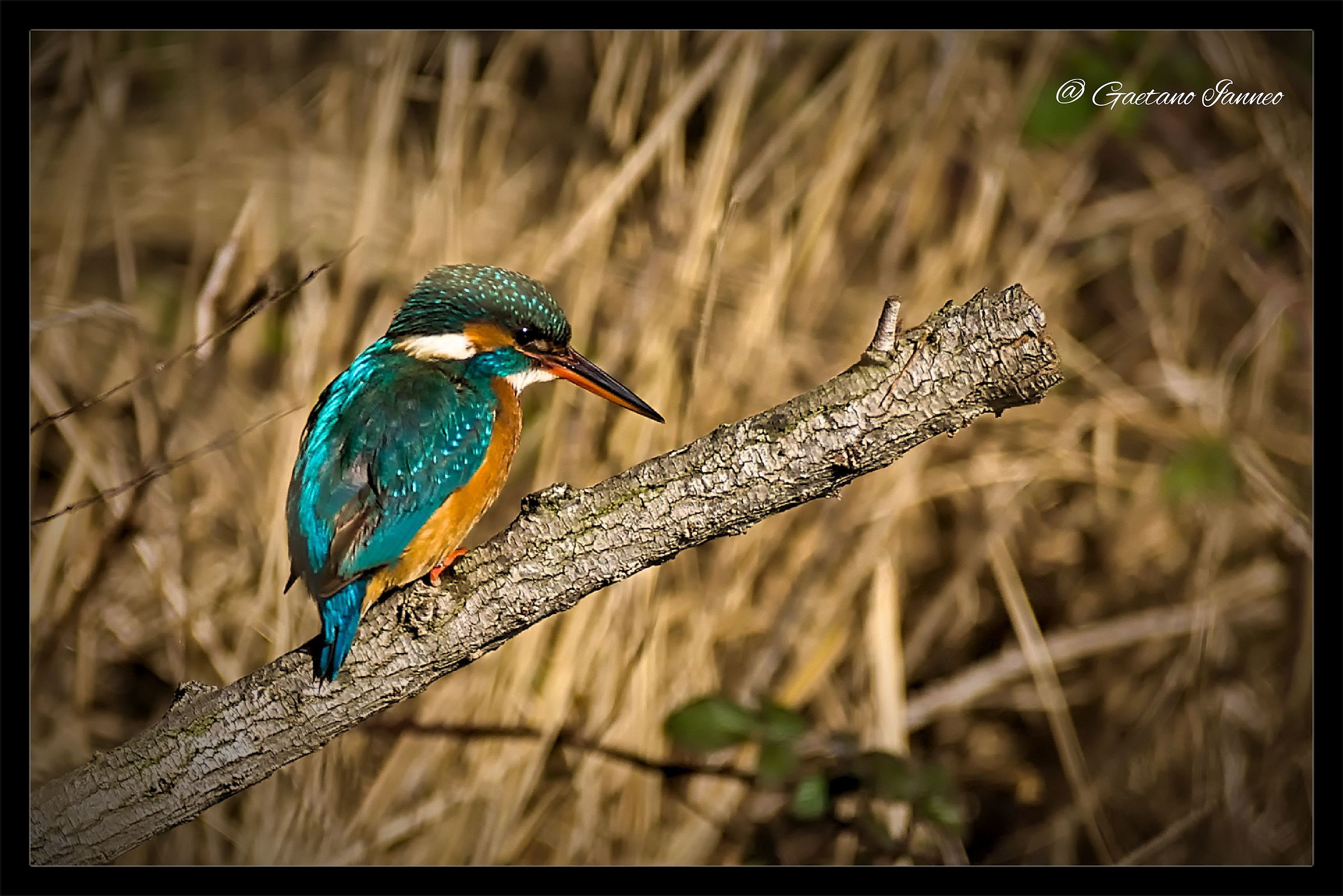 Kingfisher