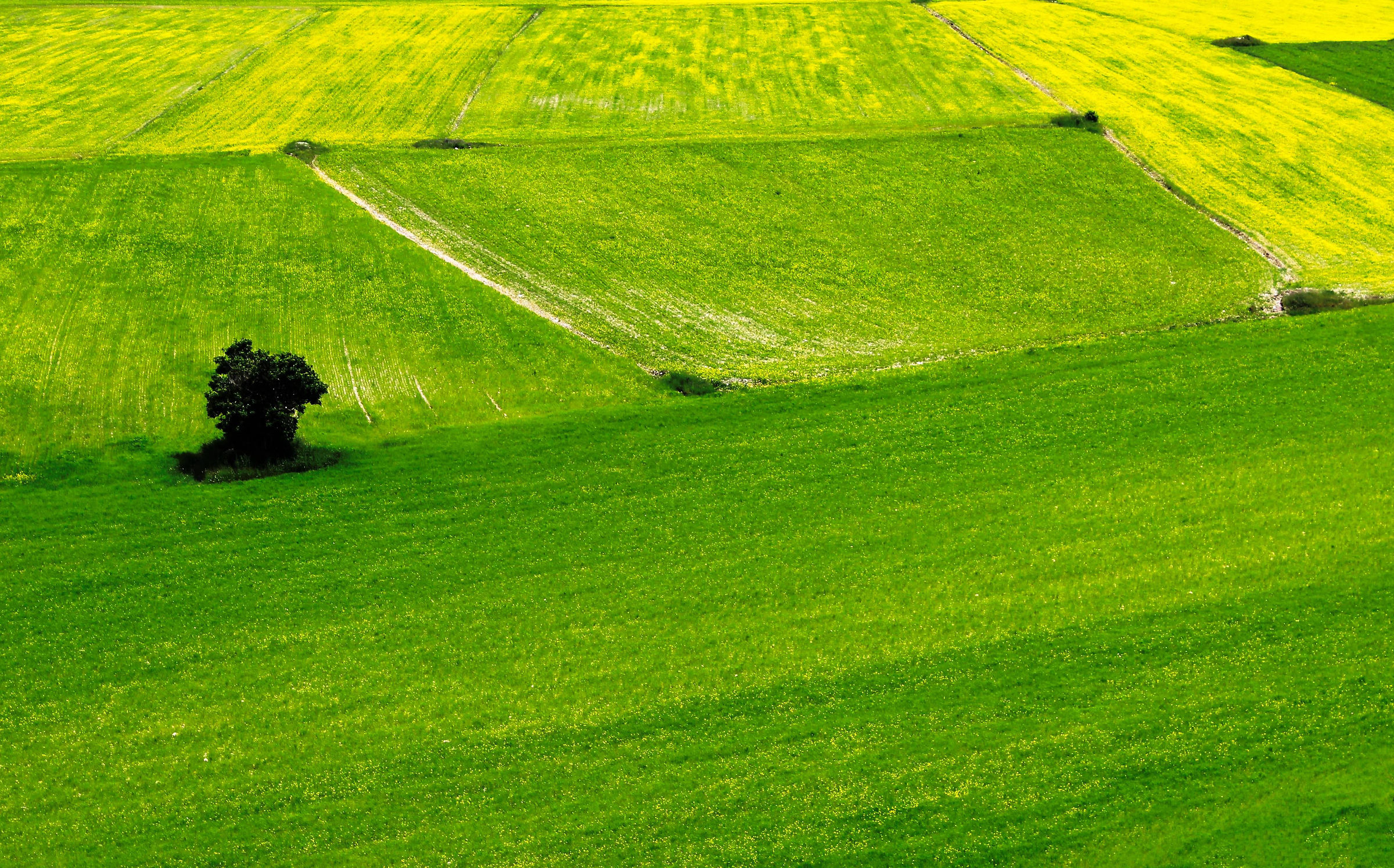 Colori a Castelluccio