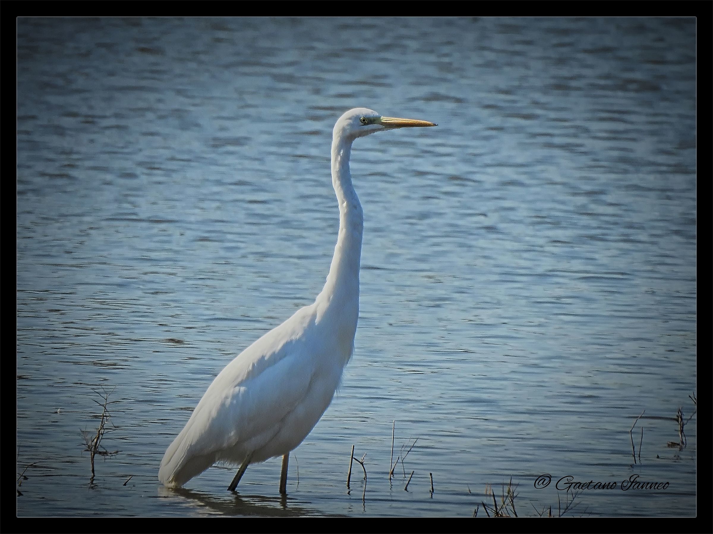 Greater White Heron