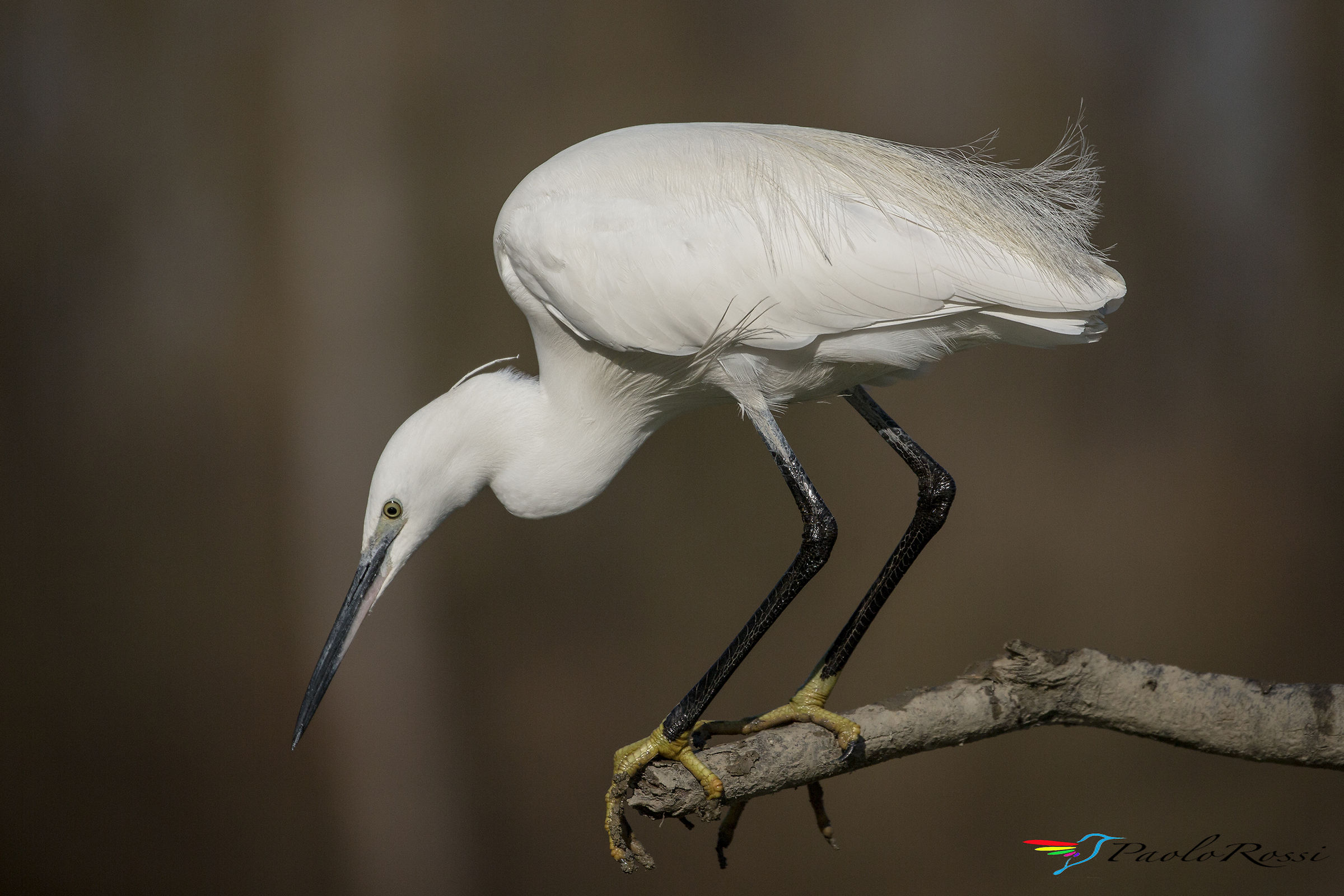 Garzetta in attesa...