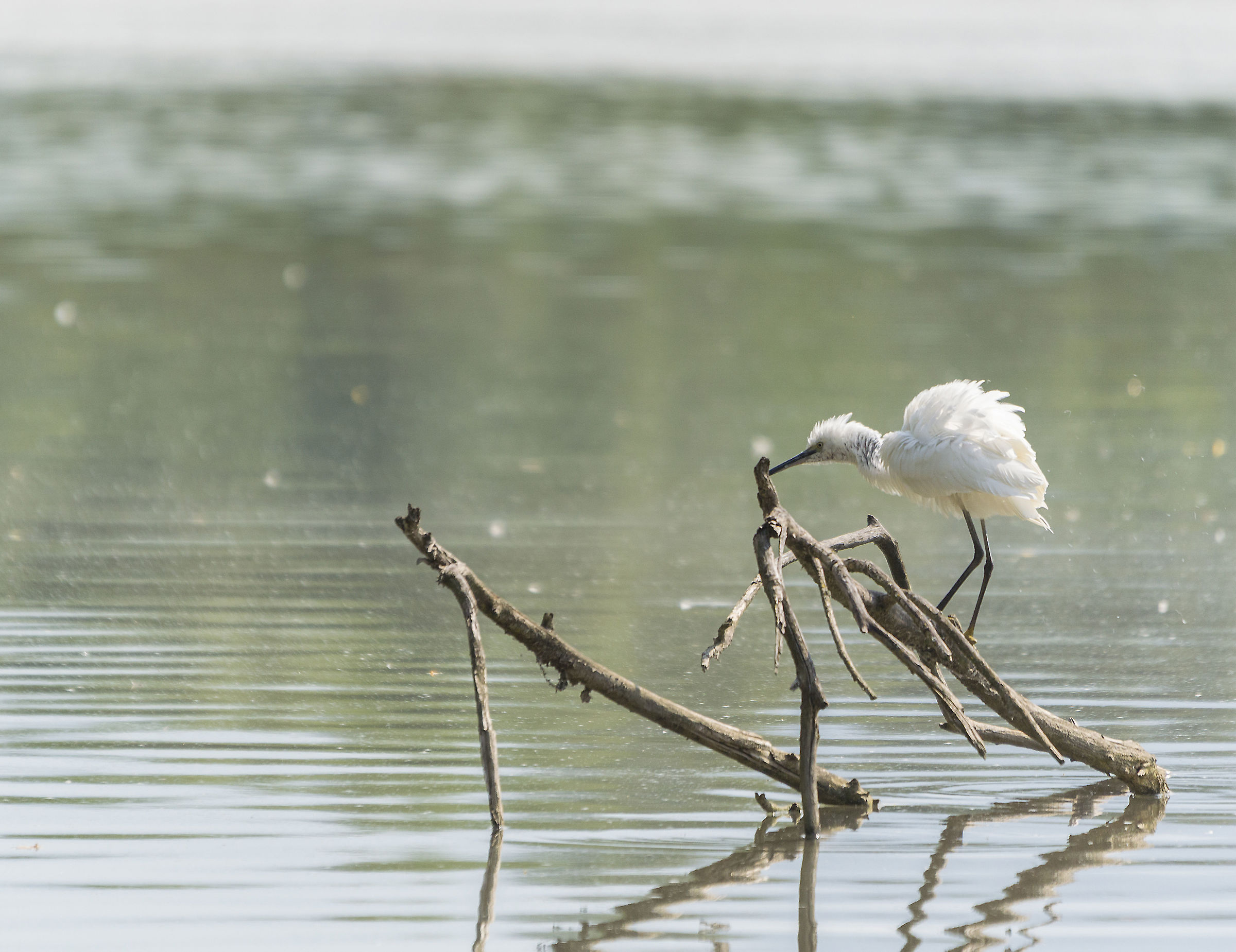 Ardea alba