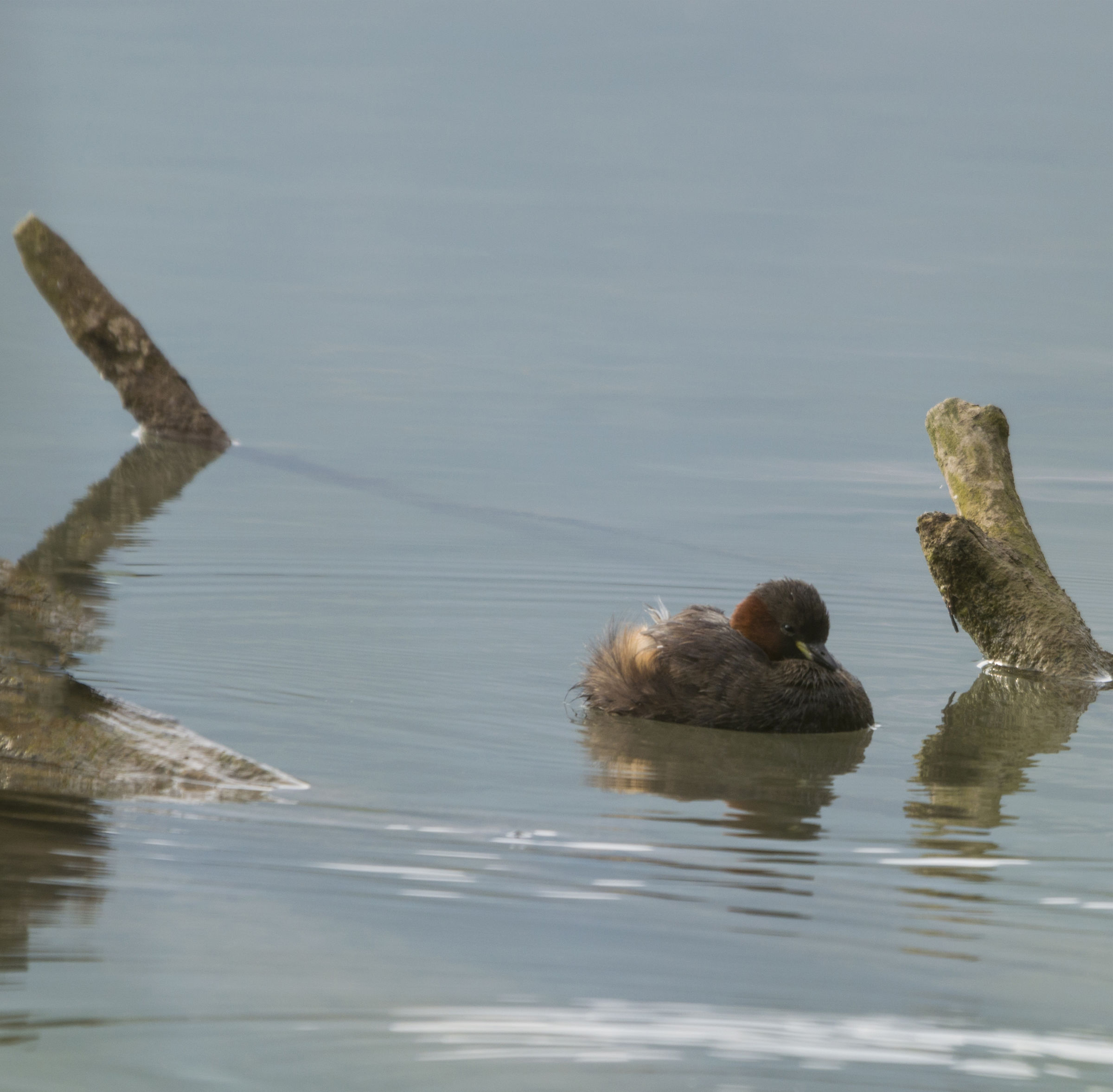Tachybaptus ruficollis