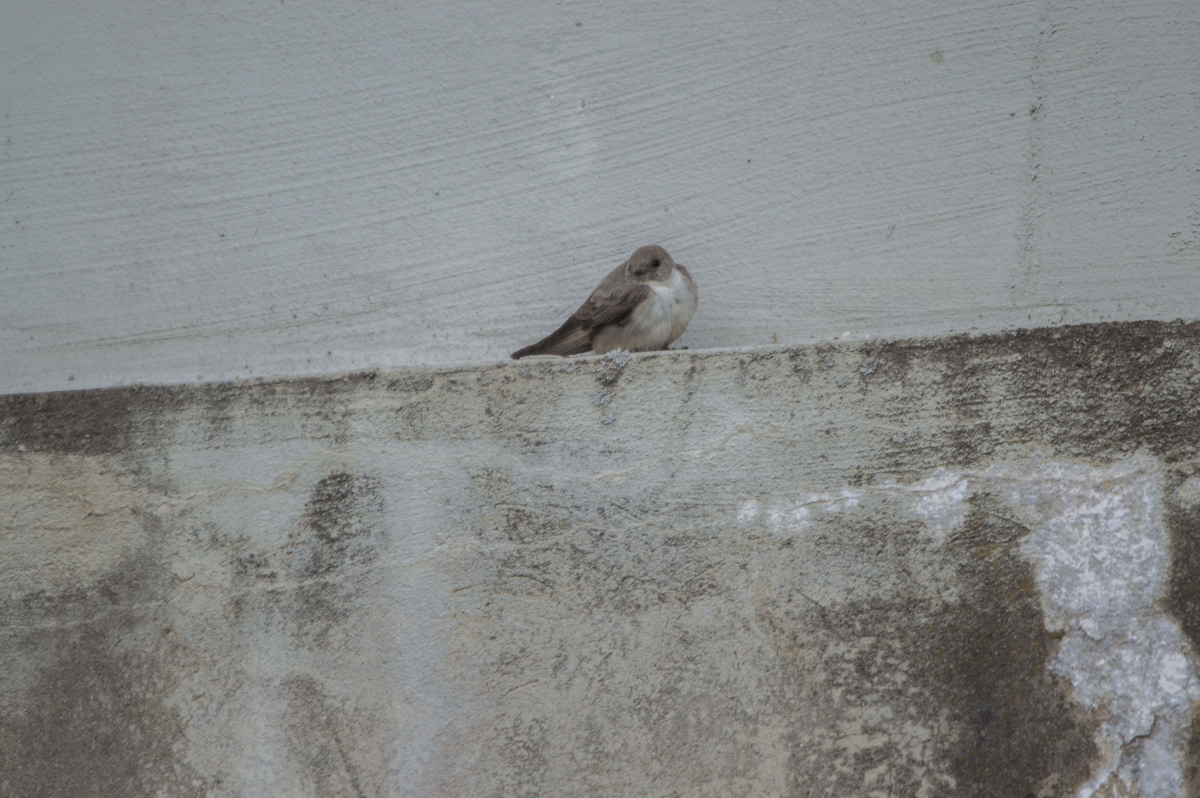 Ptyonoprogne rupestris