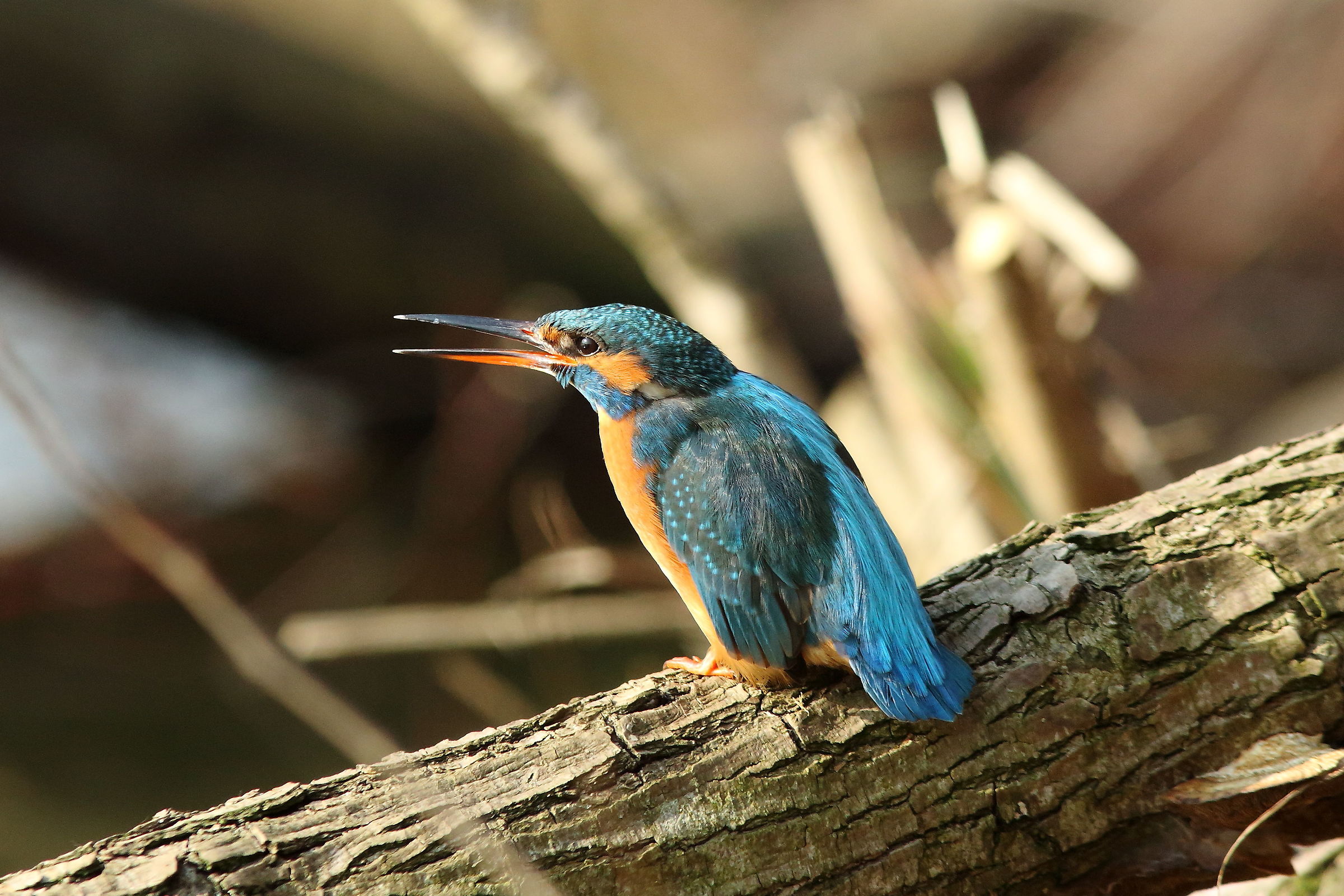 Atteggiamento di minaccia 1°